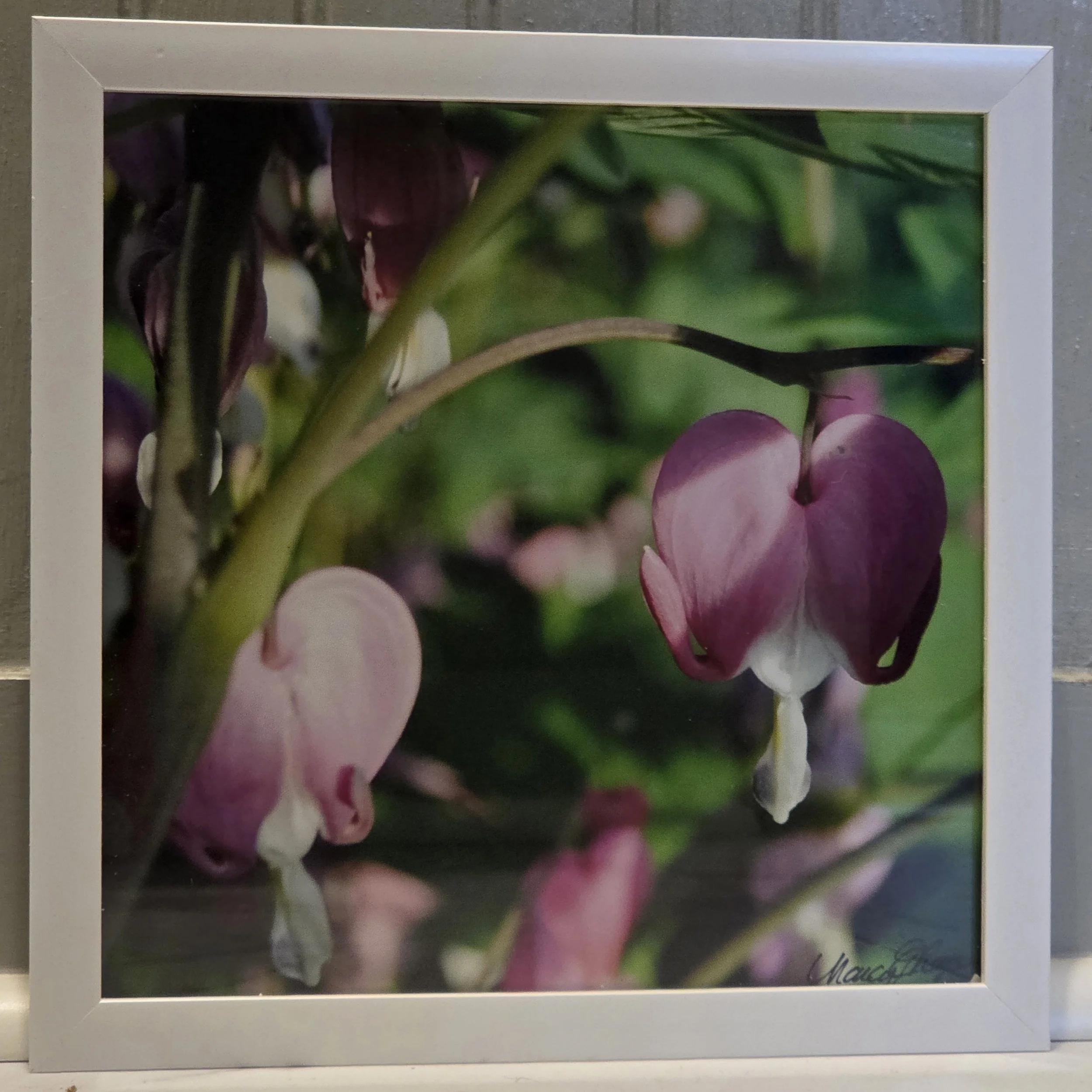 Bleeding Heart Flower - Nancy Reyes.jpg