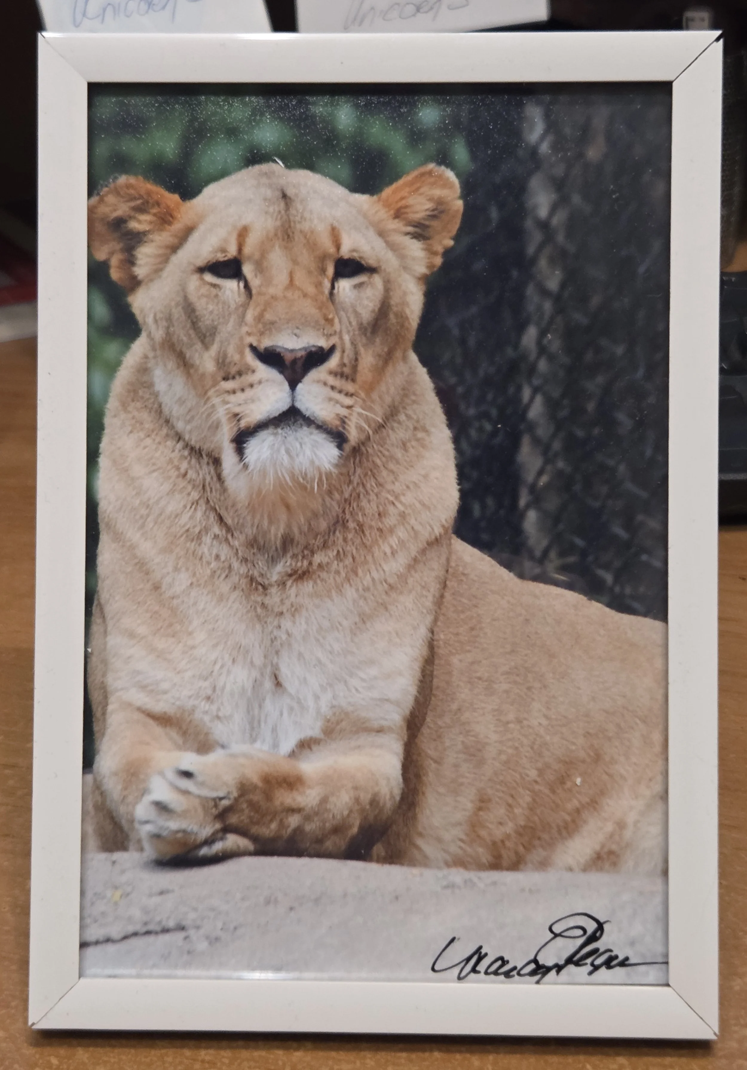 Look Of A Lion - Nancy Reyes.jpg