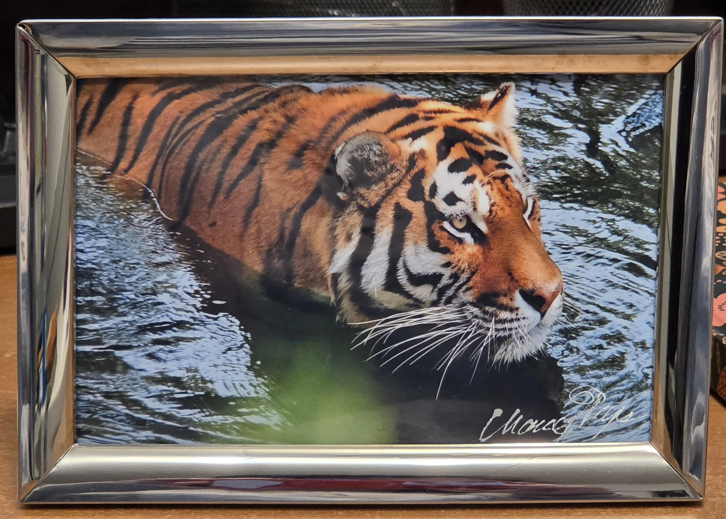 Swimming Tiger - Nancy Reyes.jpg