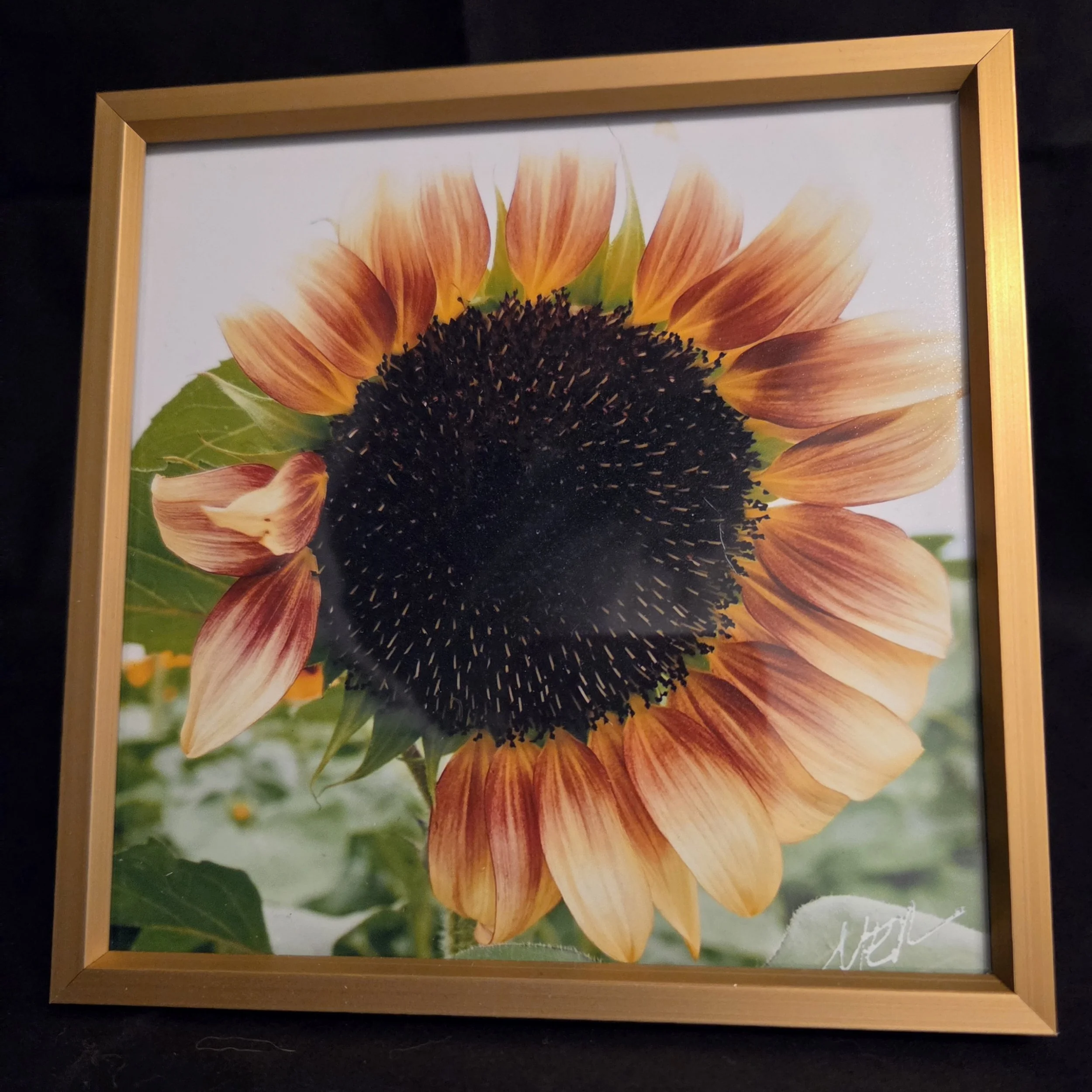 Fading Orange Flower - Nancy Reyes.jpg