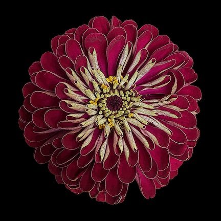 Groovy canvas 24x24 - The Farmer's Daughter's Flowers.jpg
