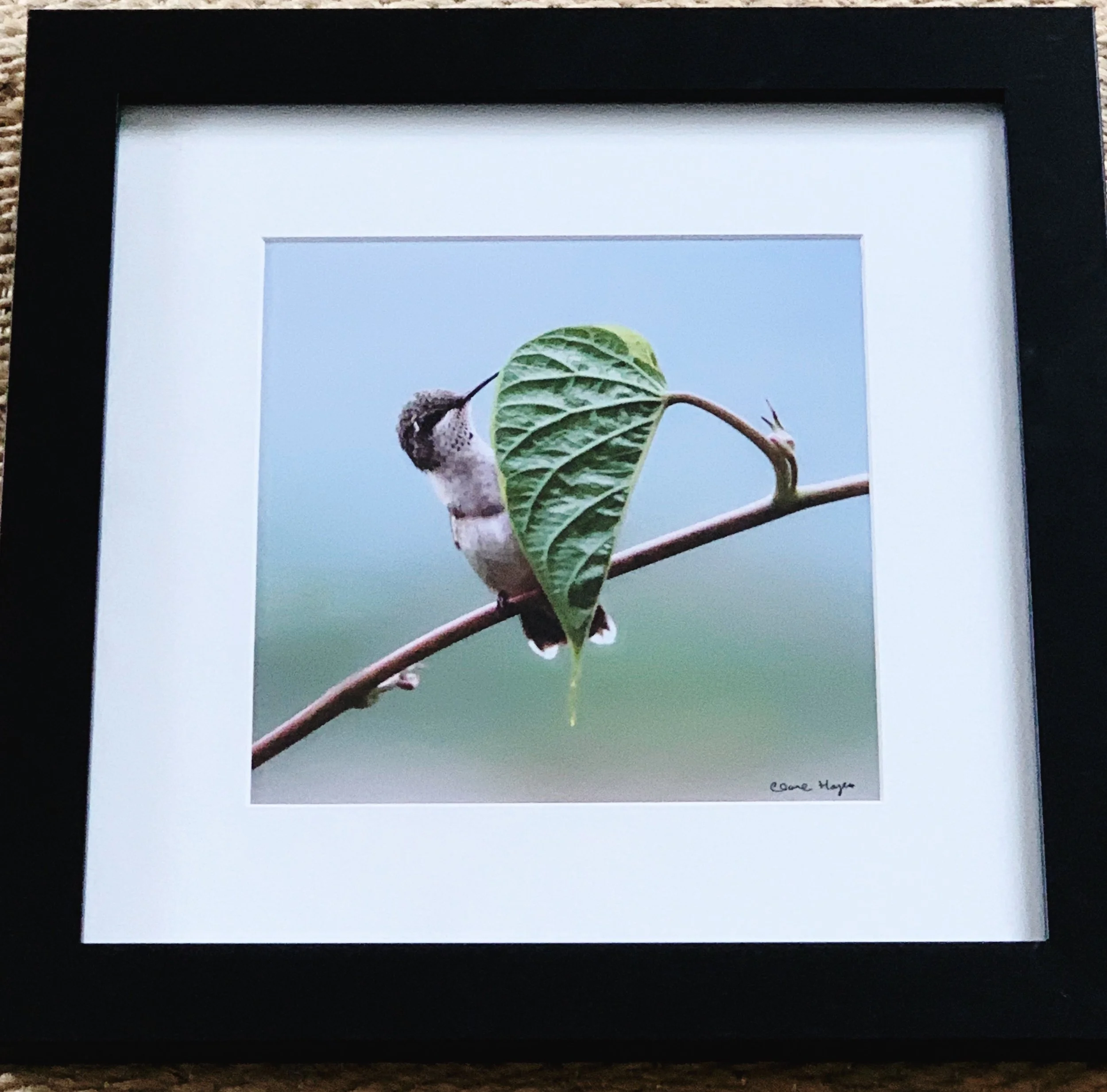 ACS_2013 - Clare Hayes.jpeg