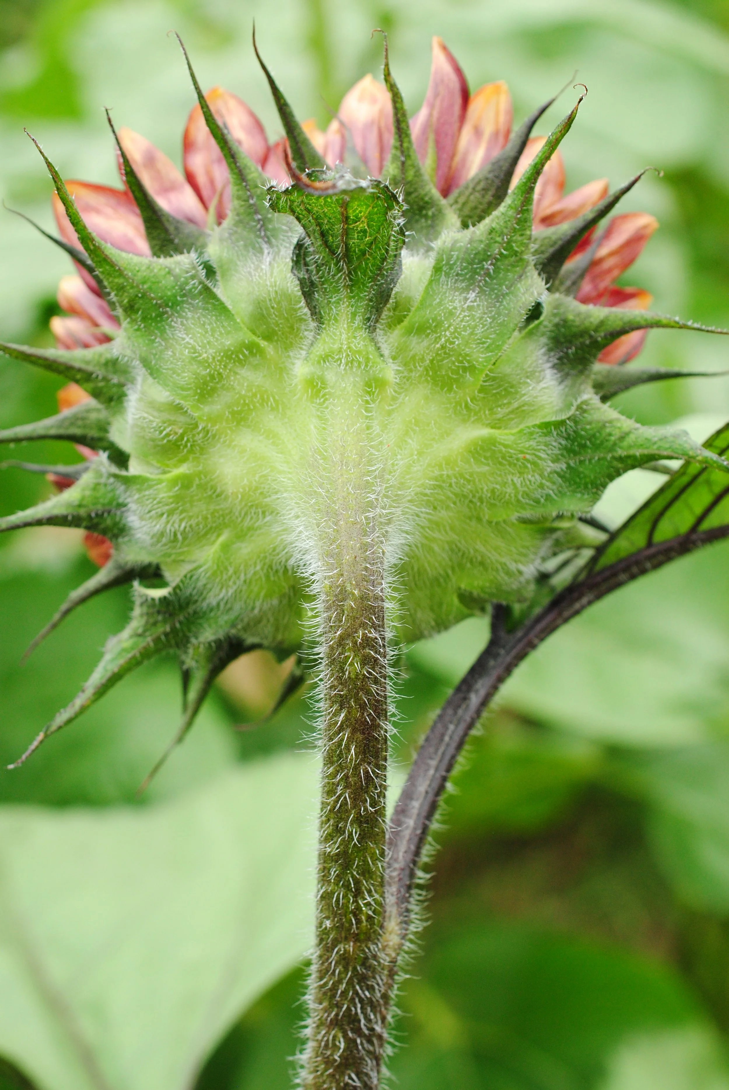 Nancy Reyes - Sunflower Backside - photography - $60