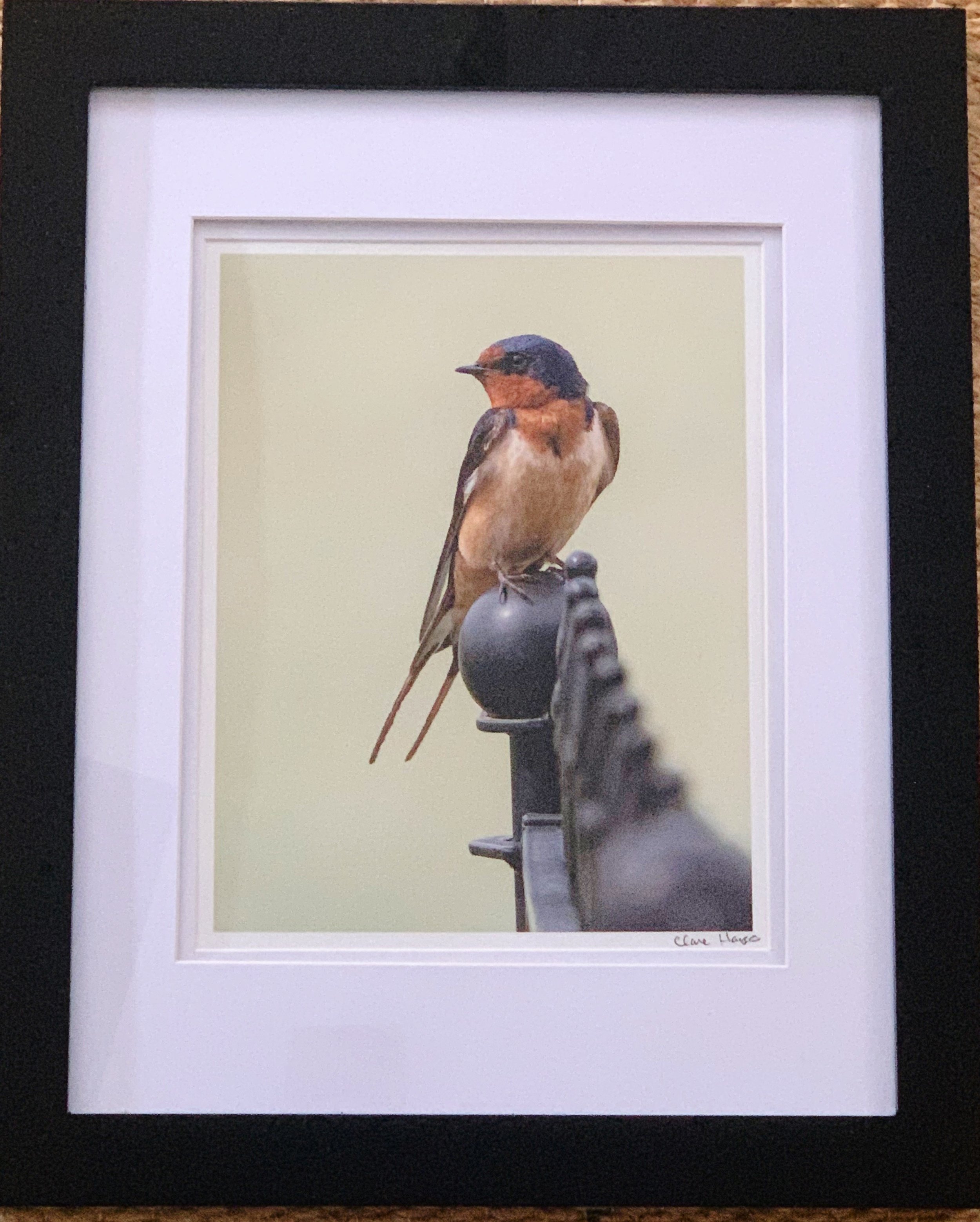 ACS_2011 - Clare Hayes.jpeg