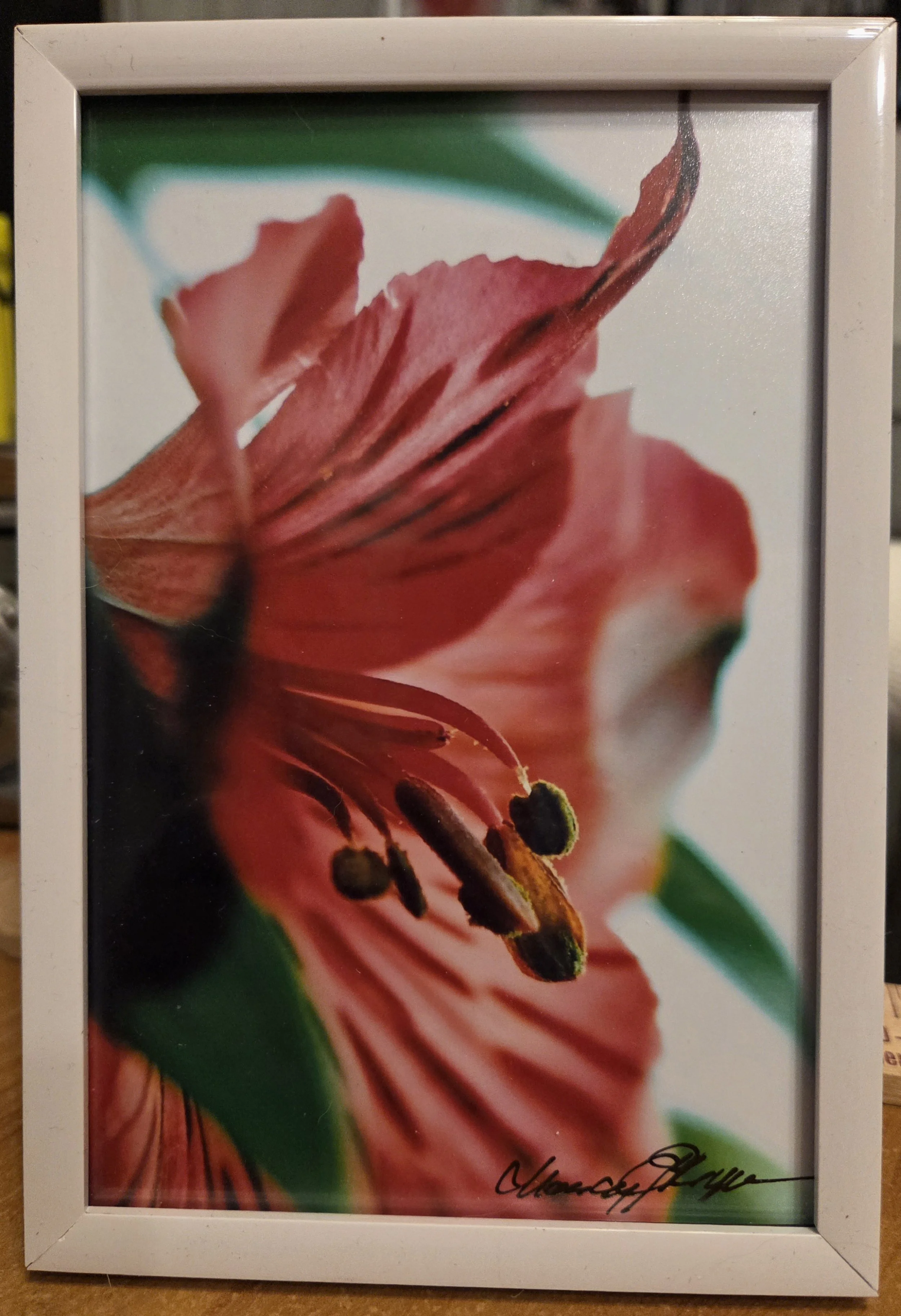 Fire Flower - Nancy Reyes.jpg