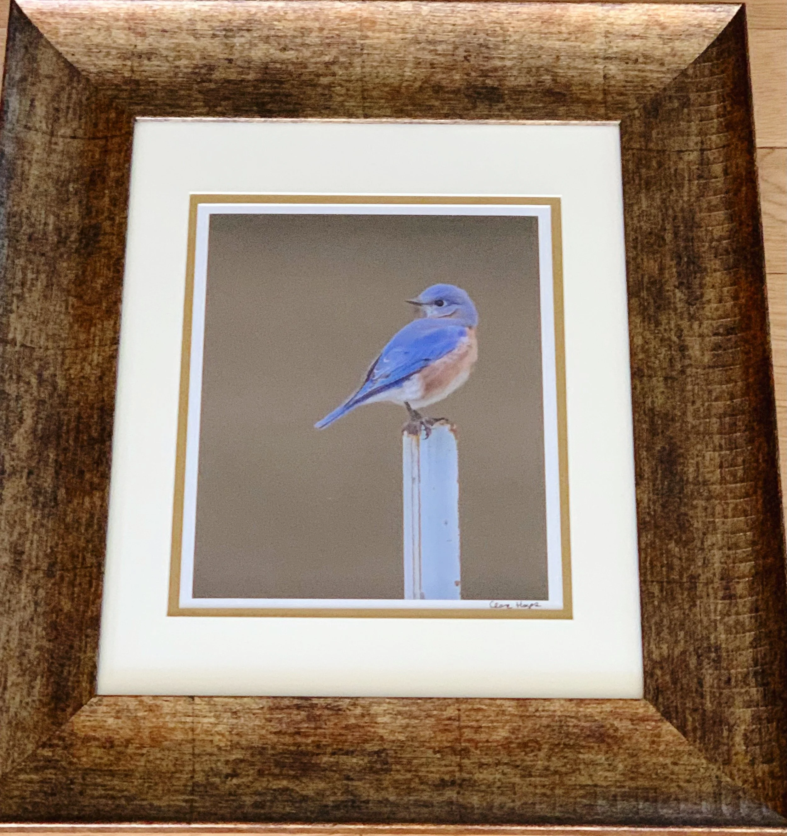 ACS_2014 - Clare Hayes.jpeg