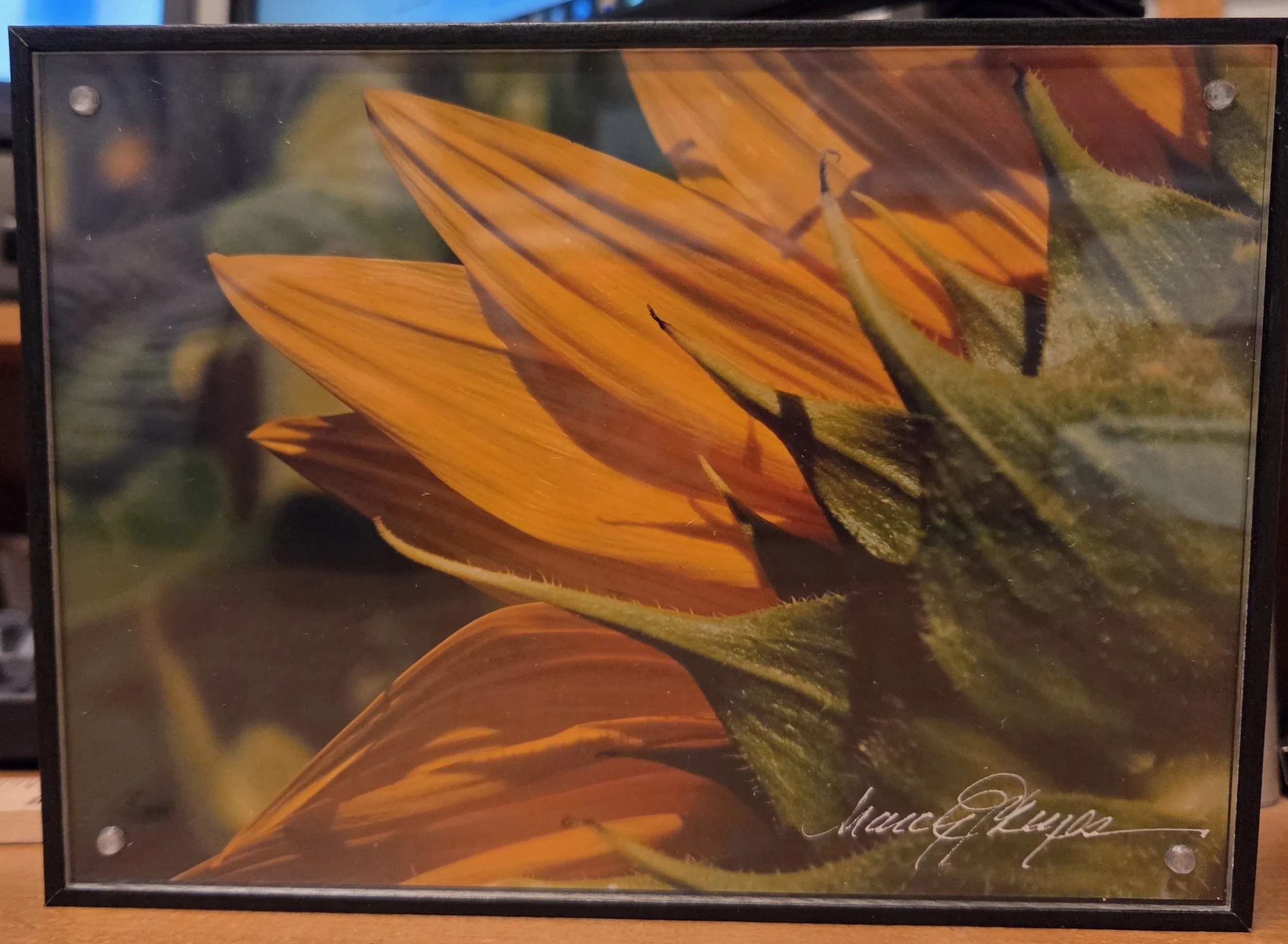 Fanned Sunflower - Nancy Reyes.jpg