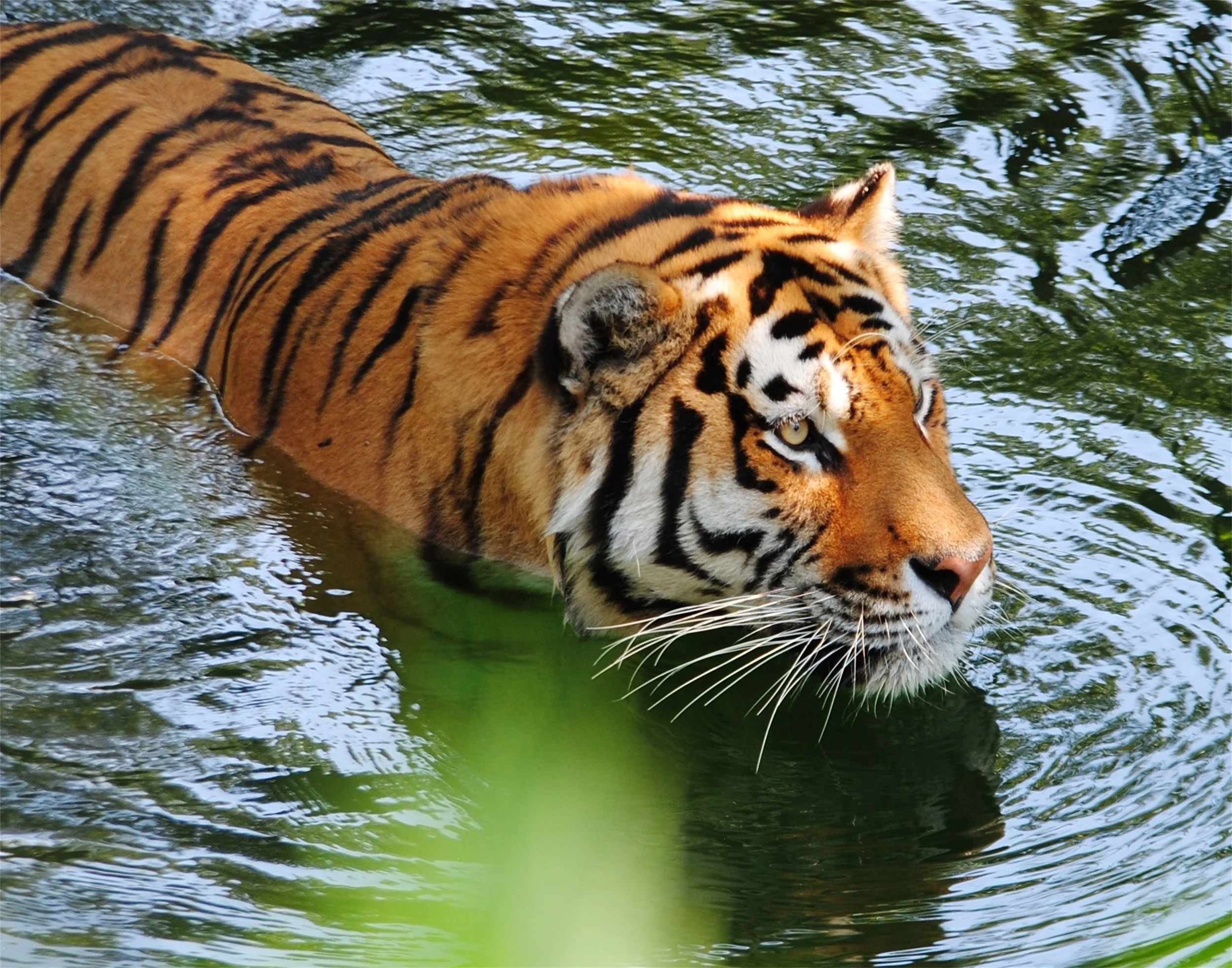 Nancy Reyes Swimming Tiger photograph $60