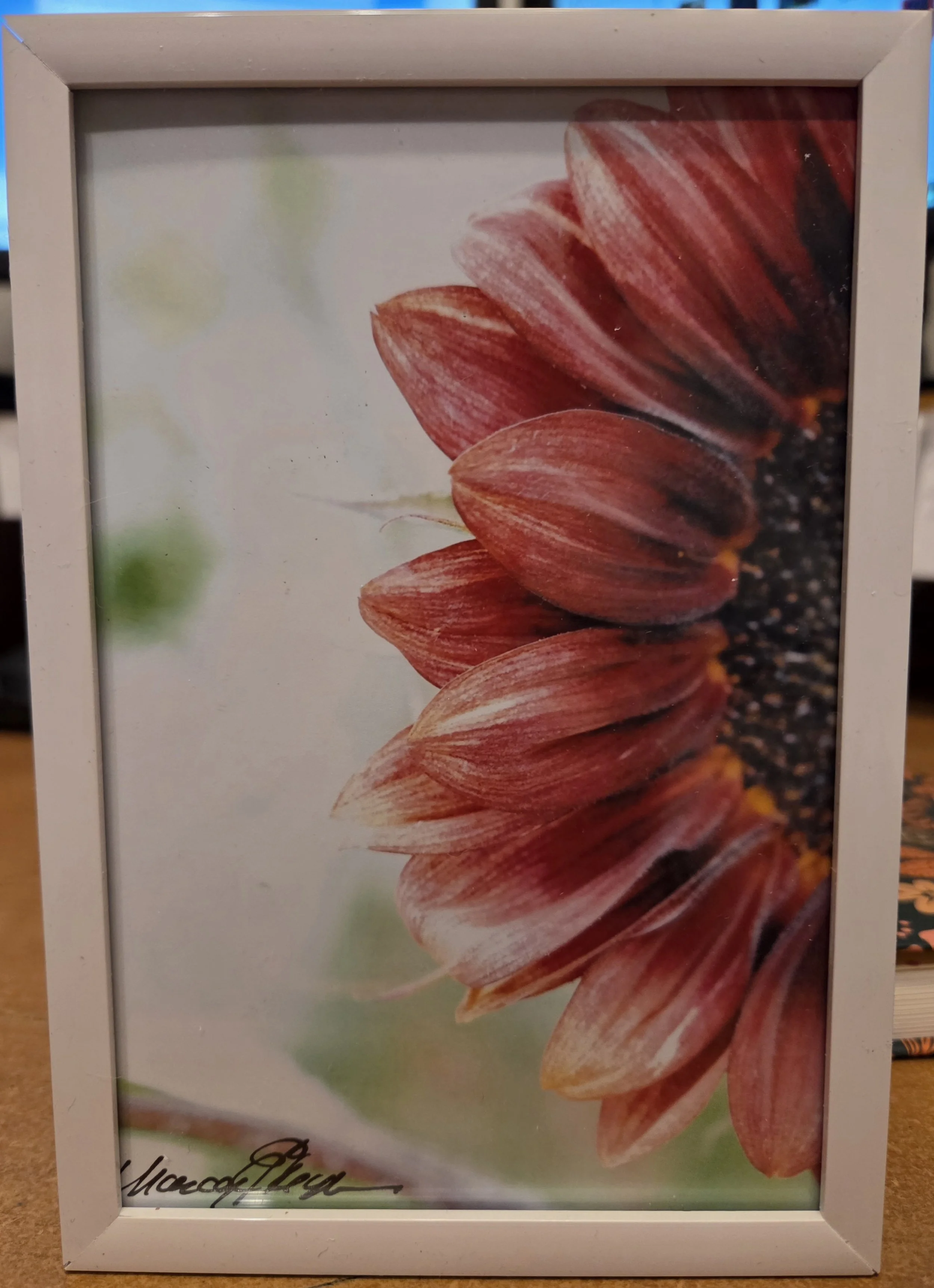 Deep Red Slice Sunflower - Nancy Reyes.jpg