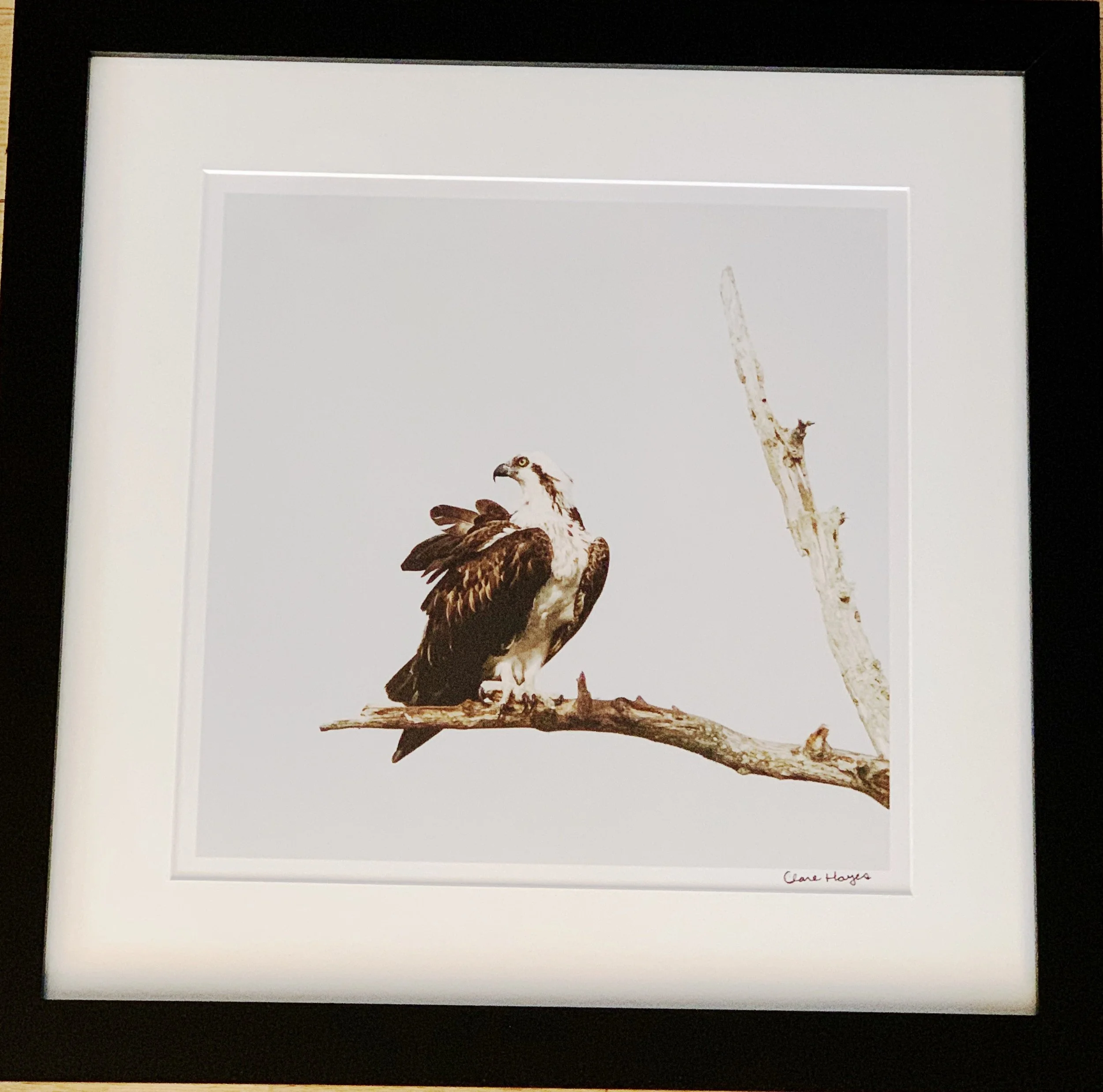 ACS_2016 - Clare Hayes.jpeg