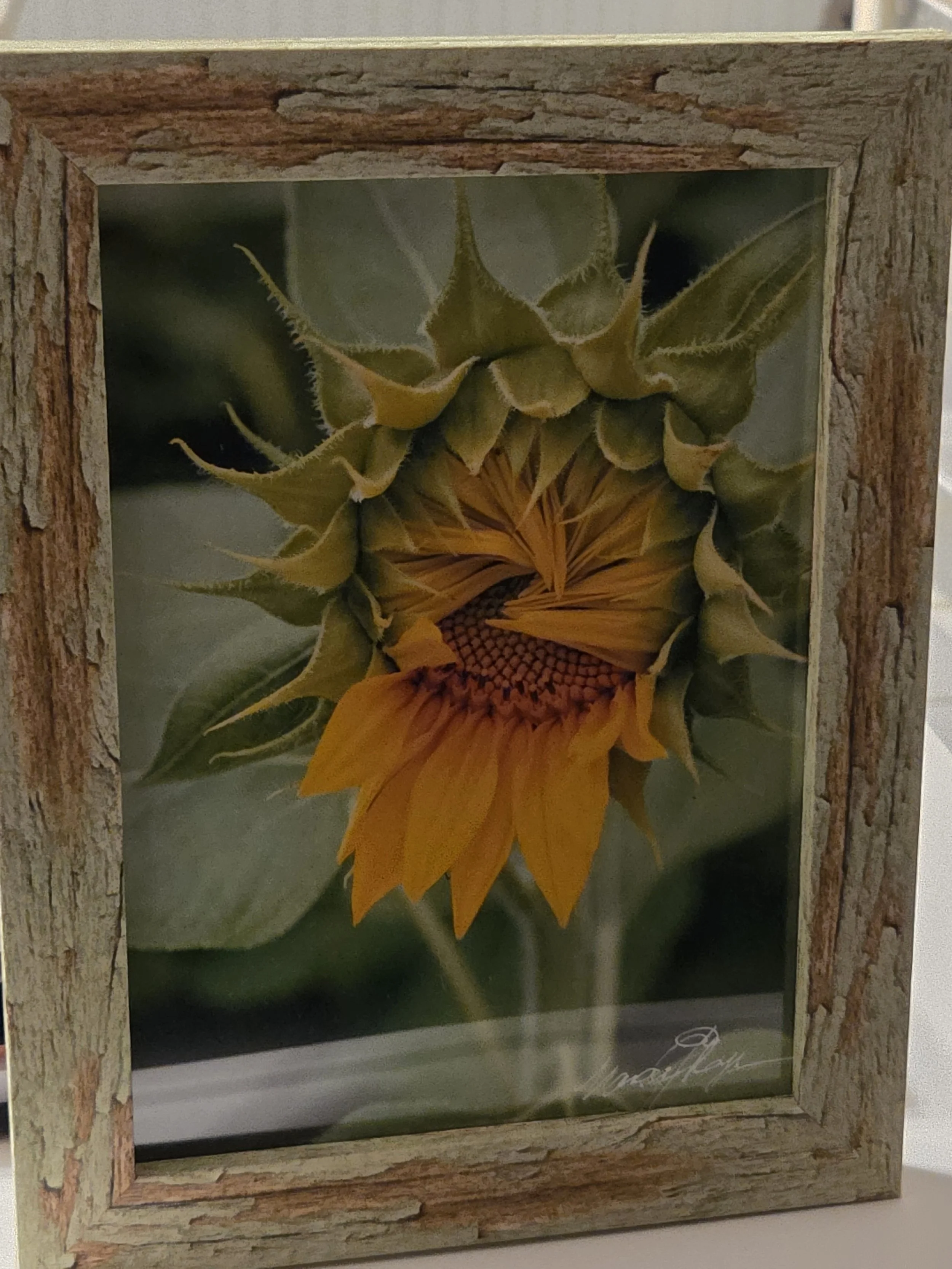 Peek-A-Bo Sunflower 1 - Nancy Reyes.jpg