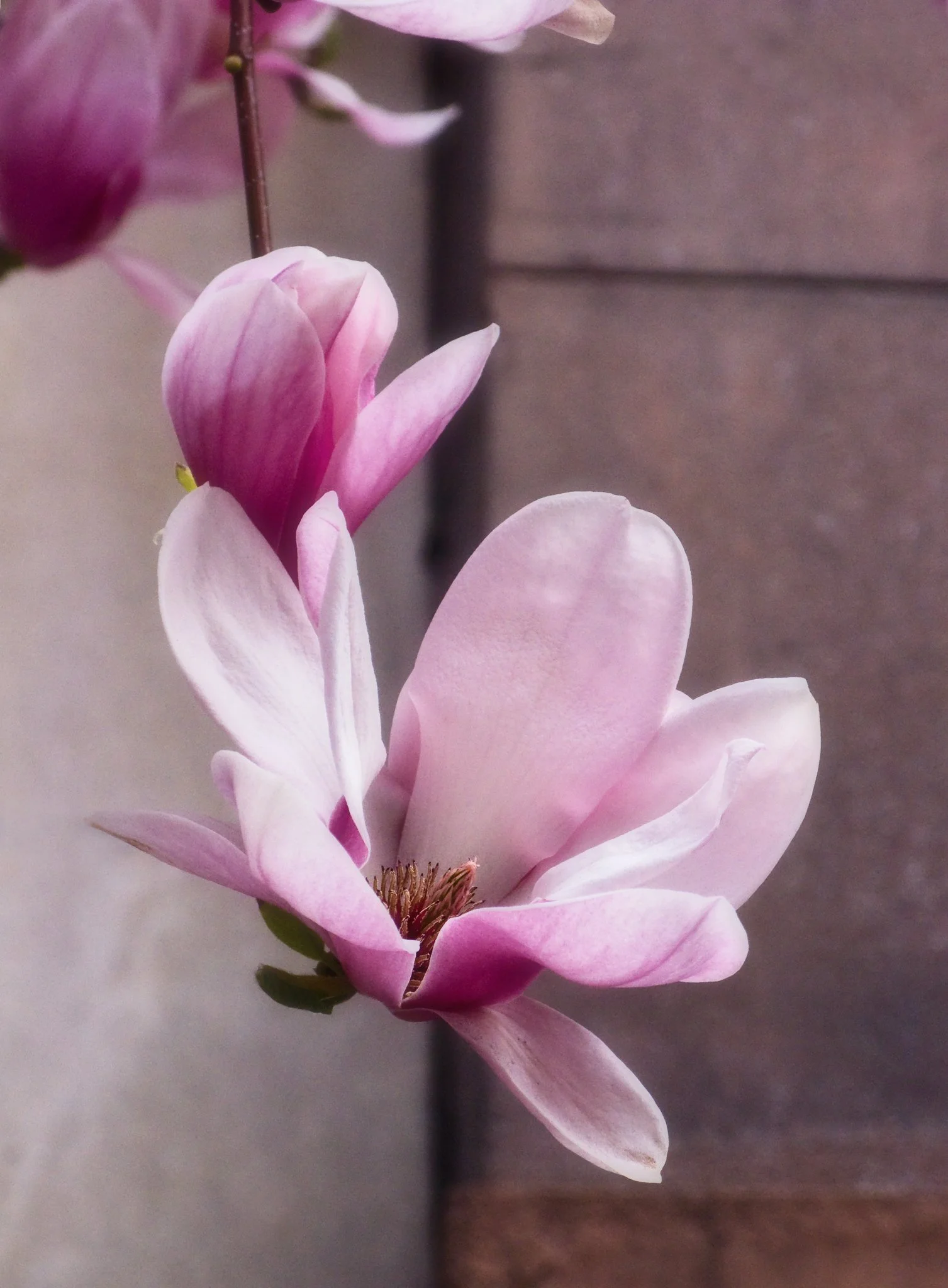 Magnolia closeup - 216 - Jim Sabiston.jpg