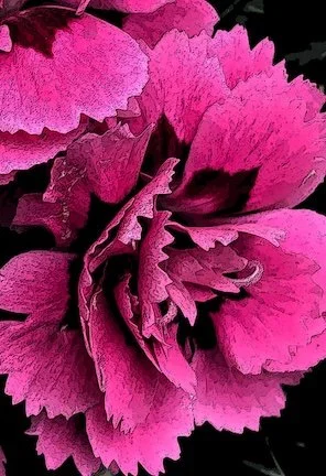 Vivid Magenta - Photography and Digital art by The Farmer's Daughter's Flowers - $265