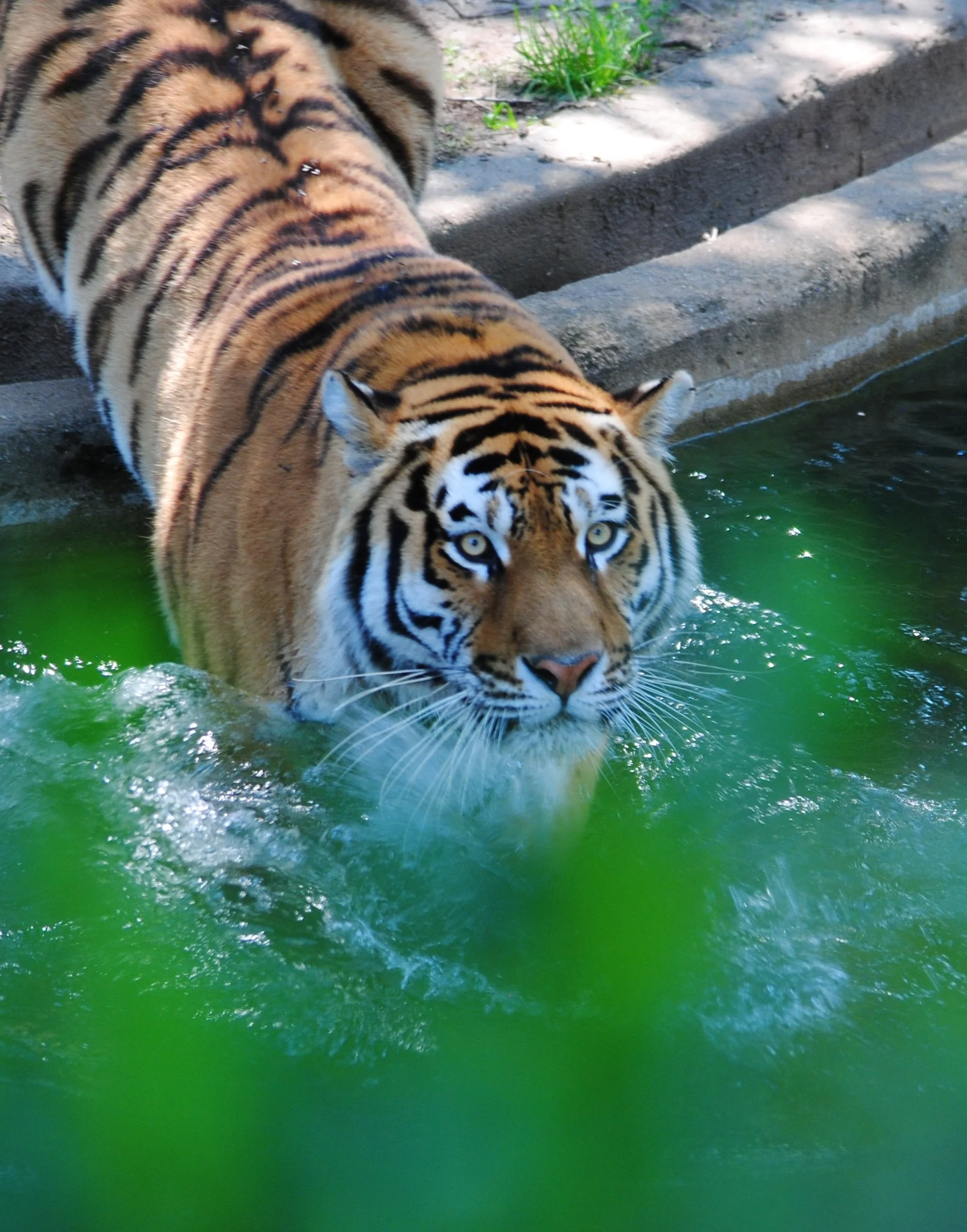 Nancy Reyes Dipping Tiger photograph $60