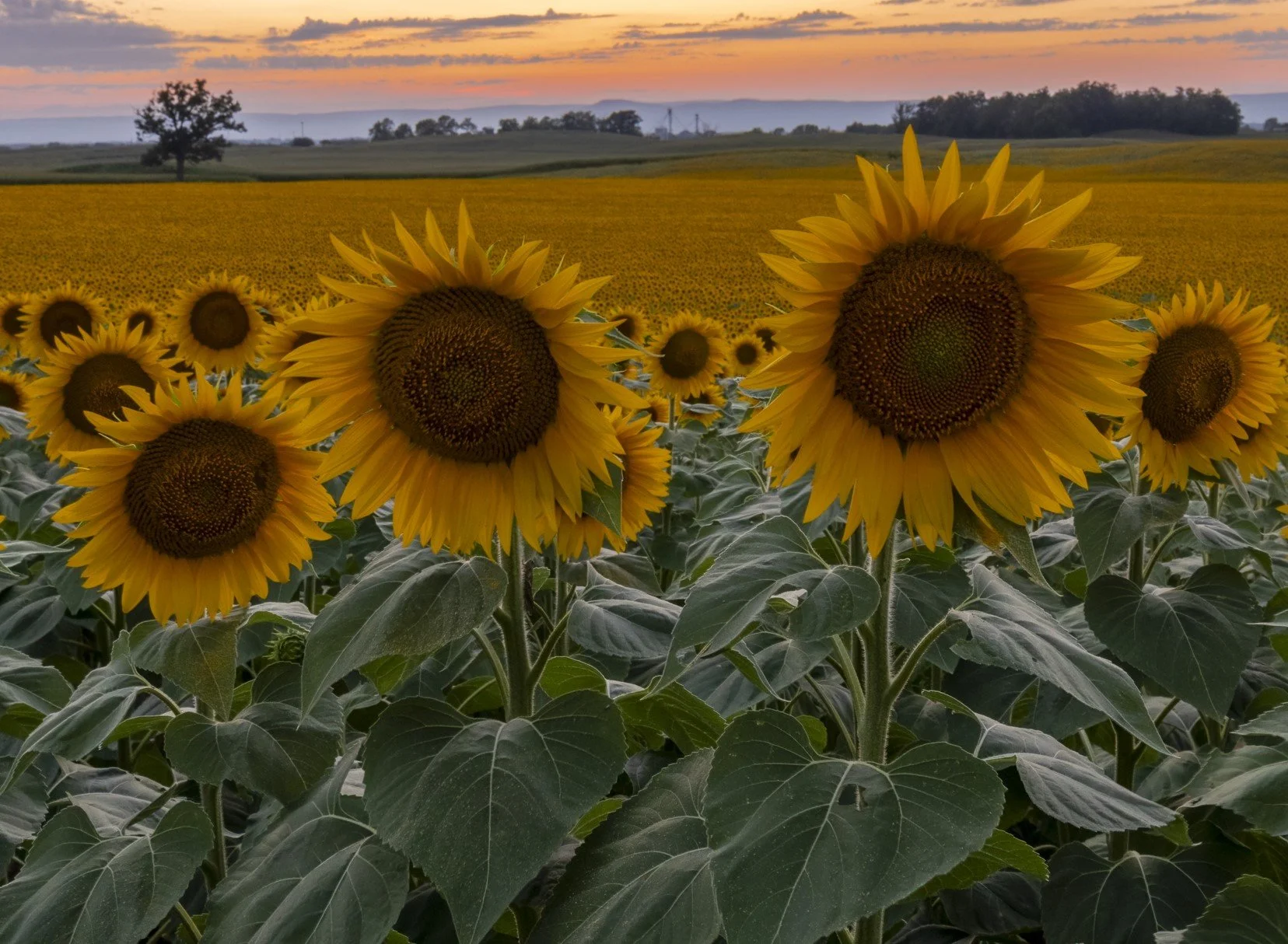Leigh Scott - Focal Pointers - Fields of Gold - 	photograph	- FPL905-m - $250
