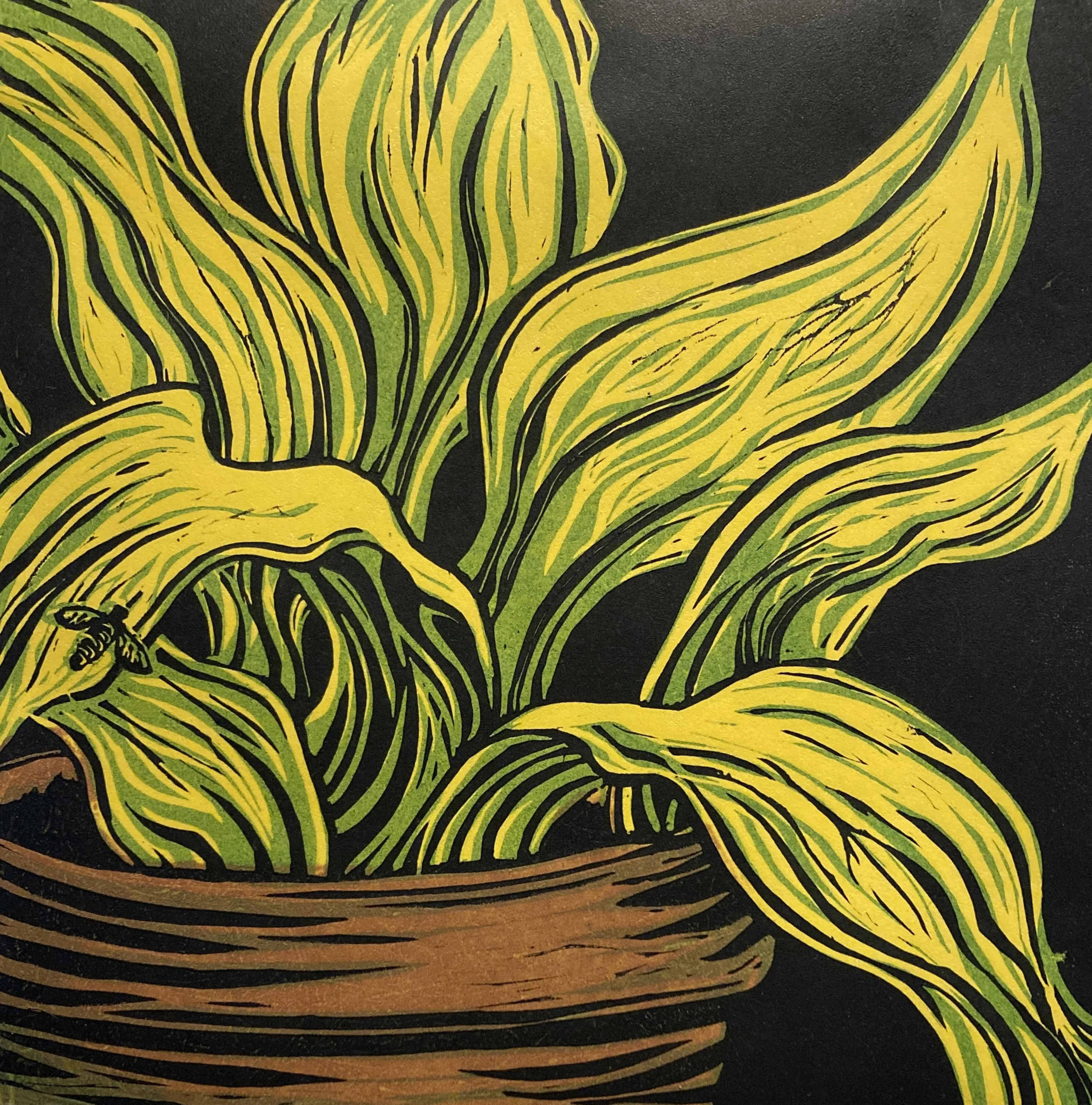 AHF487 Hosta Host - Anne F..jpg