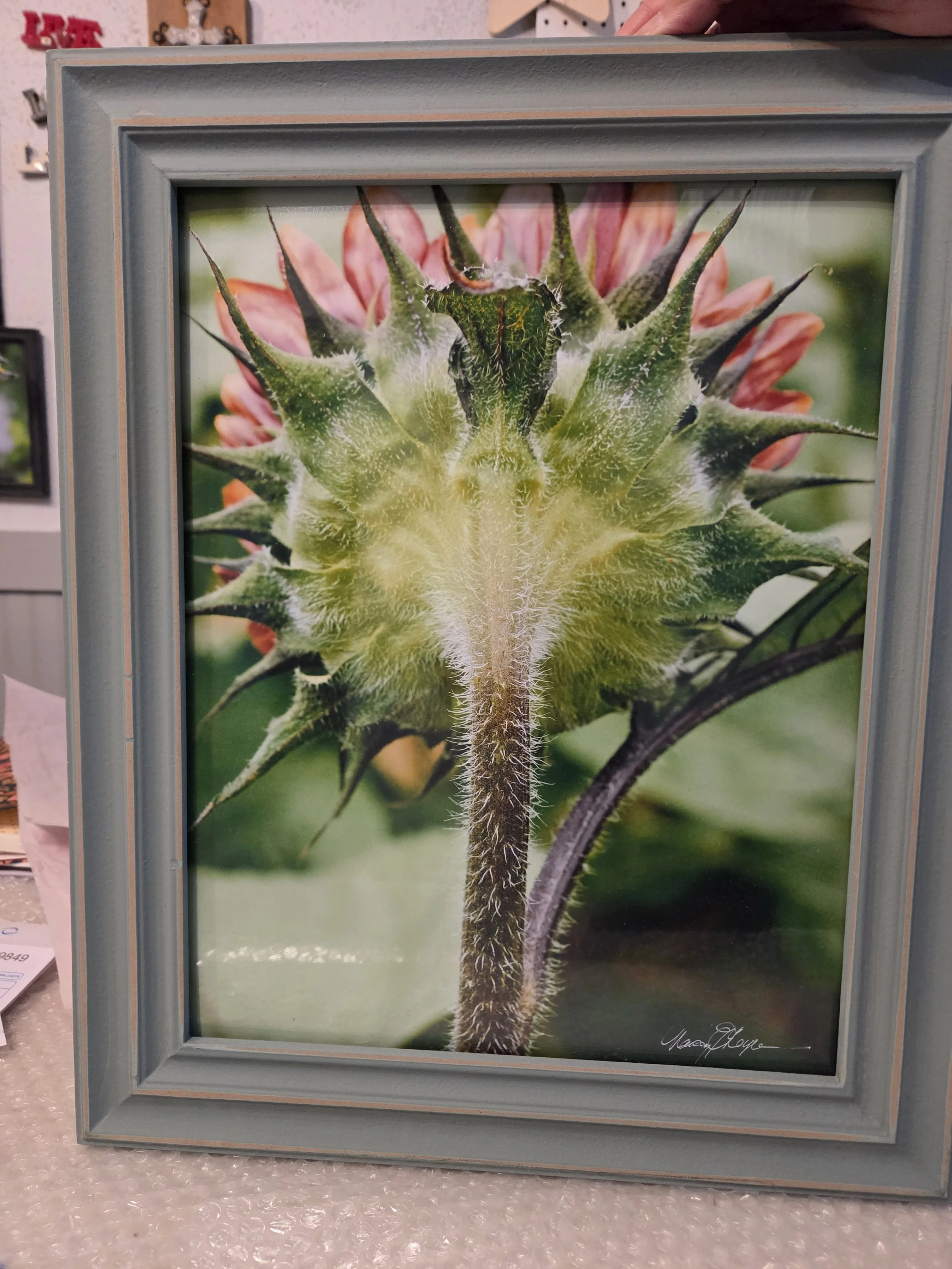 Nancy Reyes - Sunflower Backside - photograph - NER327 - $60	