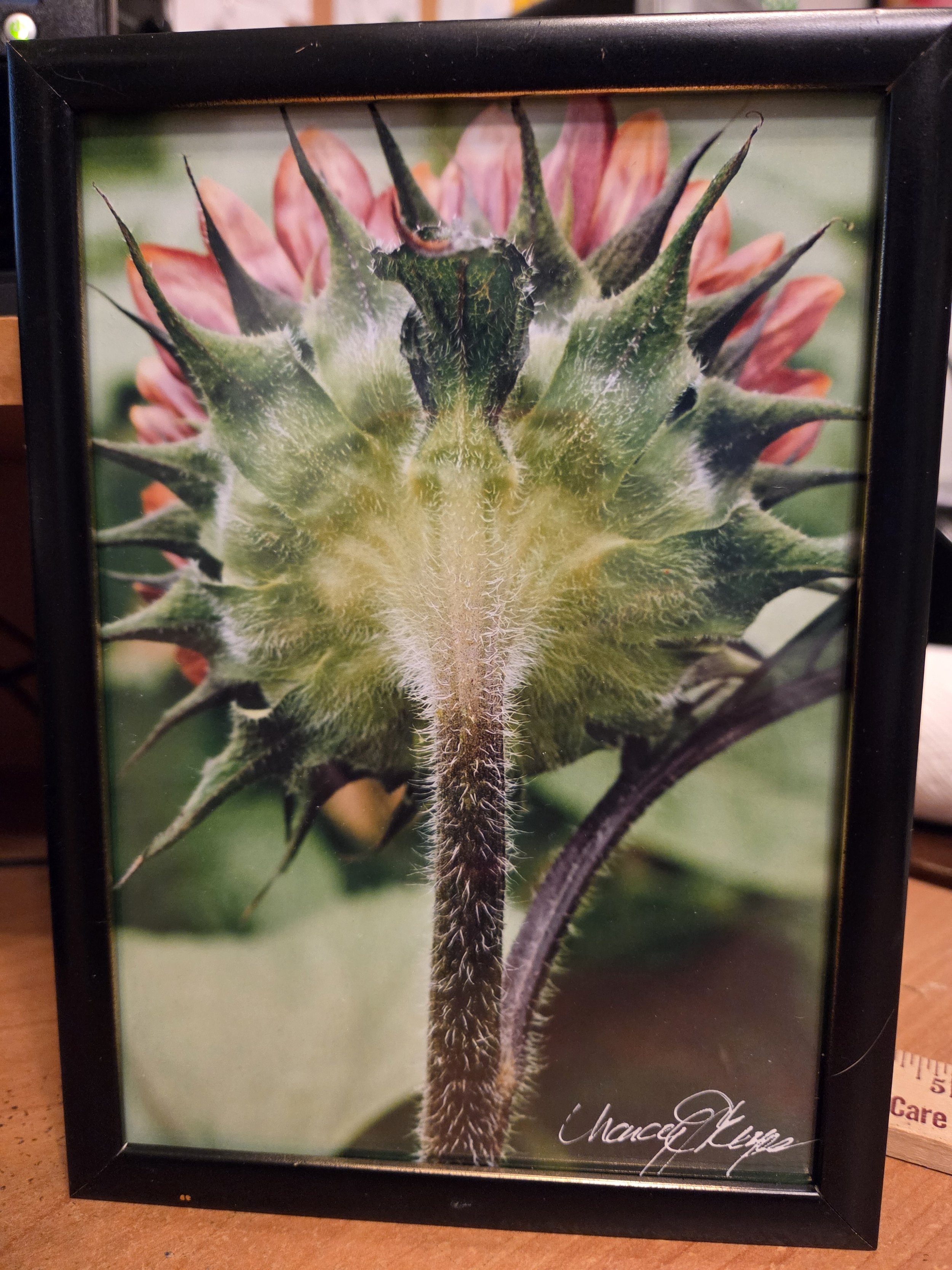 Sunflower Backside - Nancy Reyes.jpg