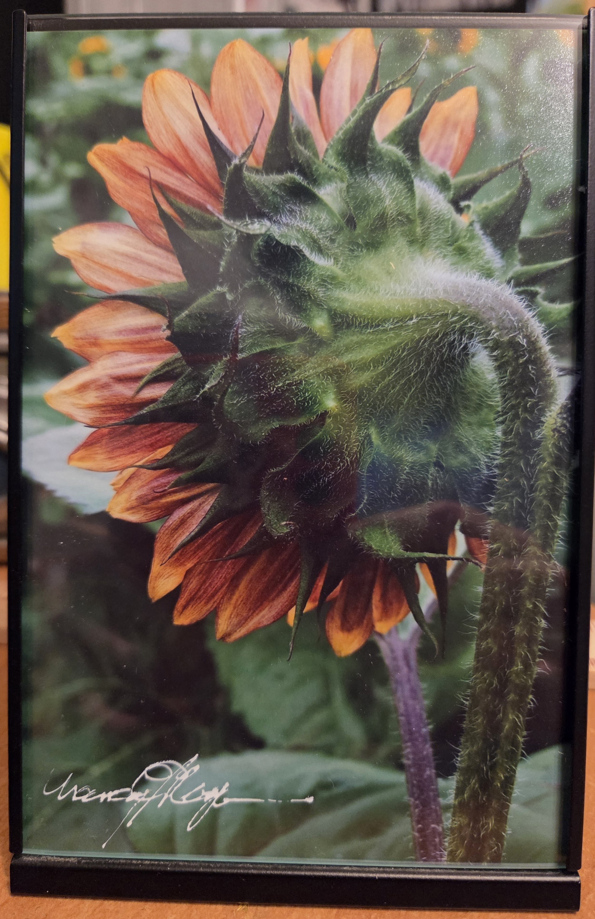 Sides Of A Sunflower 3 - Nancy Reyes.jpg