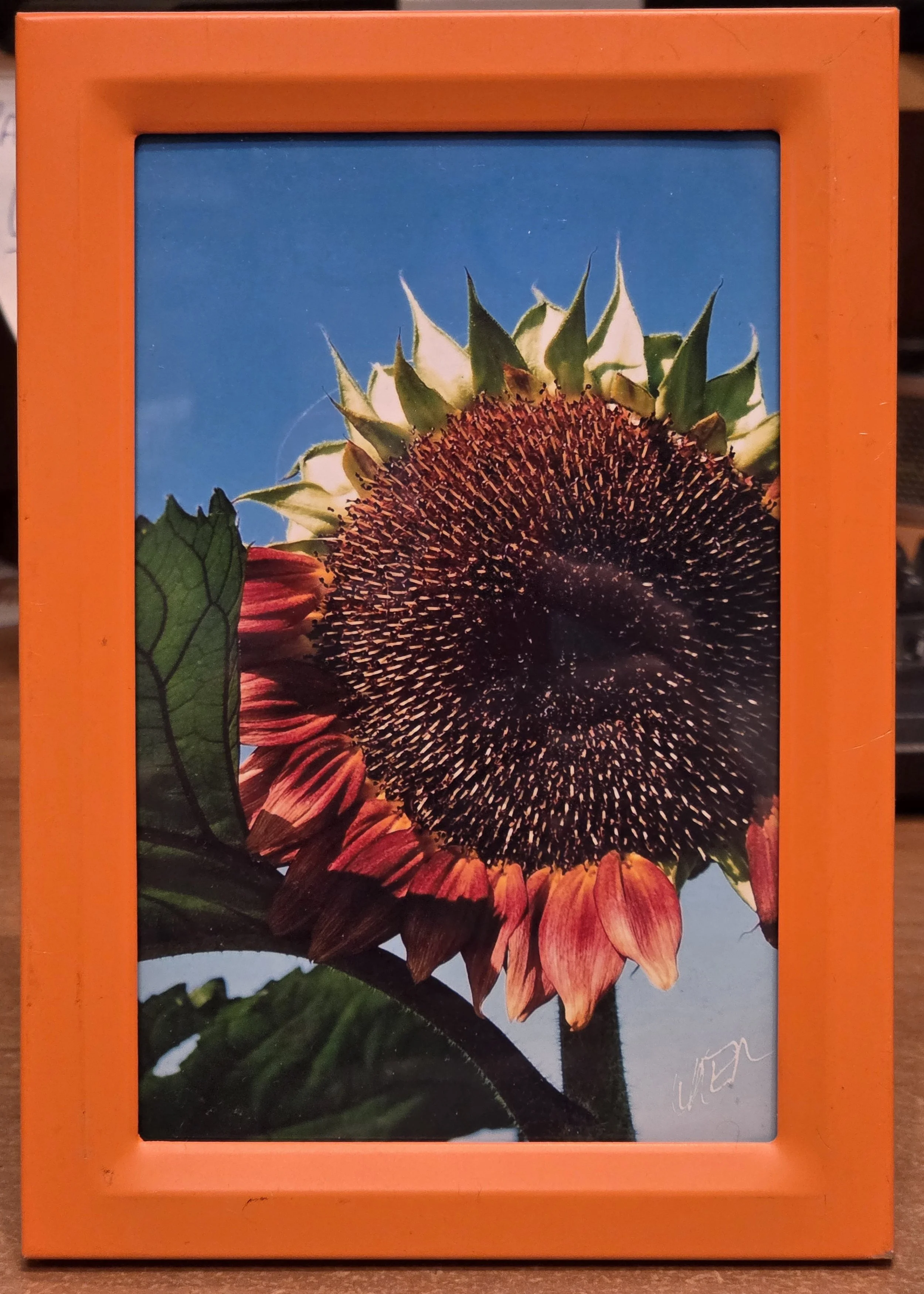 Sunflower Crowned - Nancy Reyes.jpg