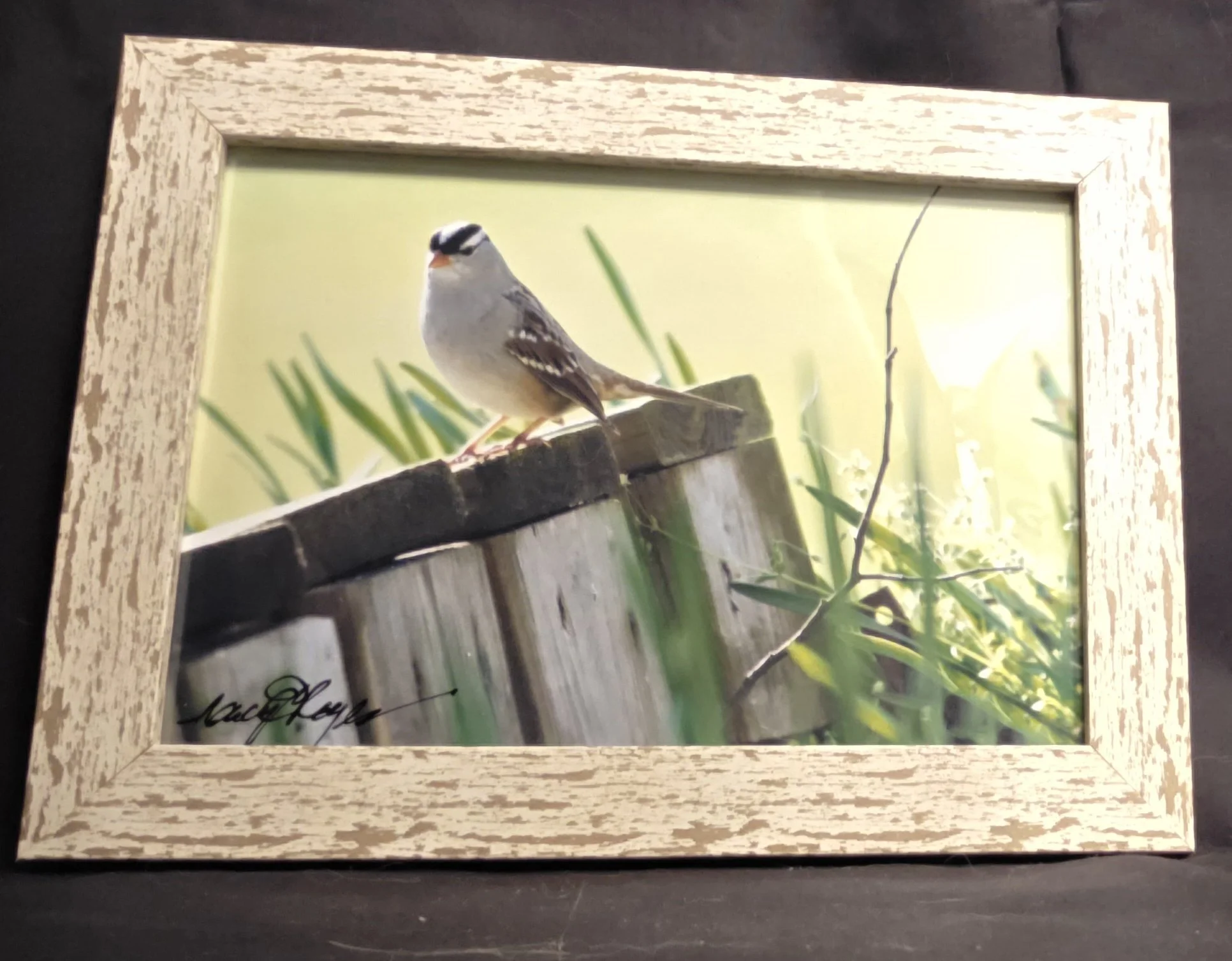 Board Bird - Nancy Reyes.jpg