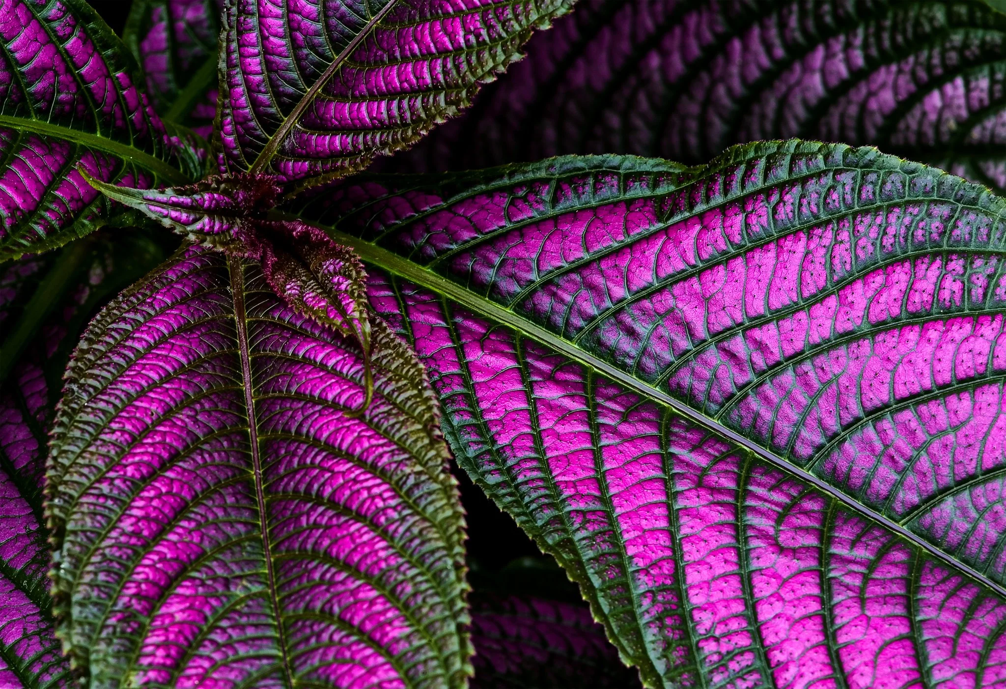 Persian Shield-pr - Jim Sabiston.jpg