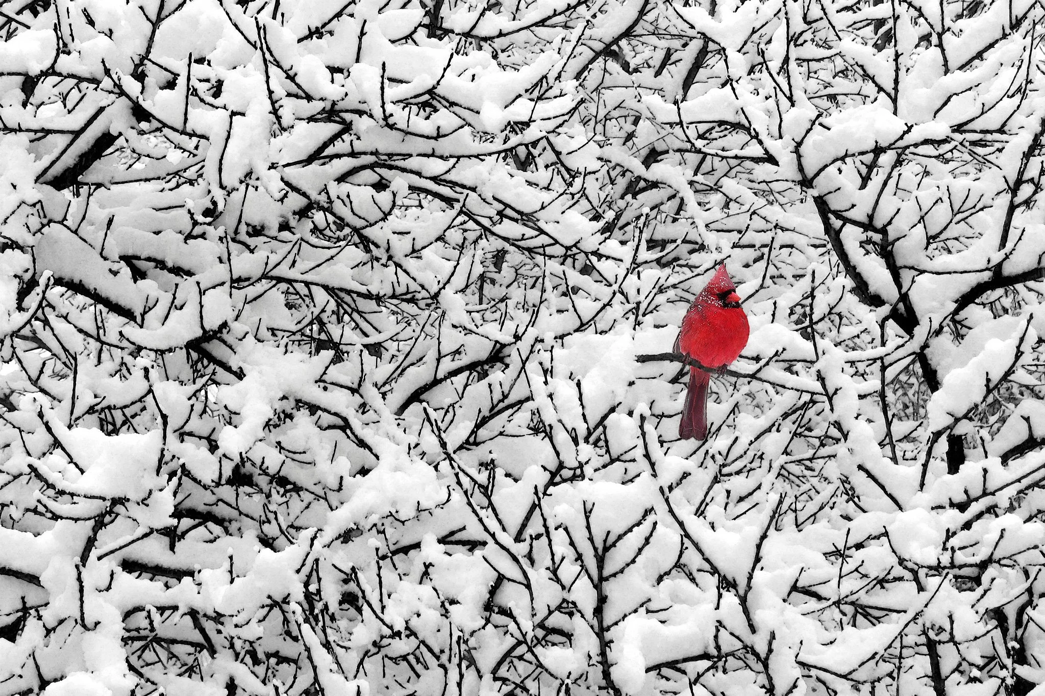 Cardinal-Snowy-Tree-web - Jim Sabiston.jpg