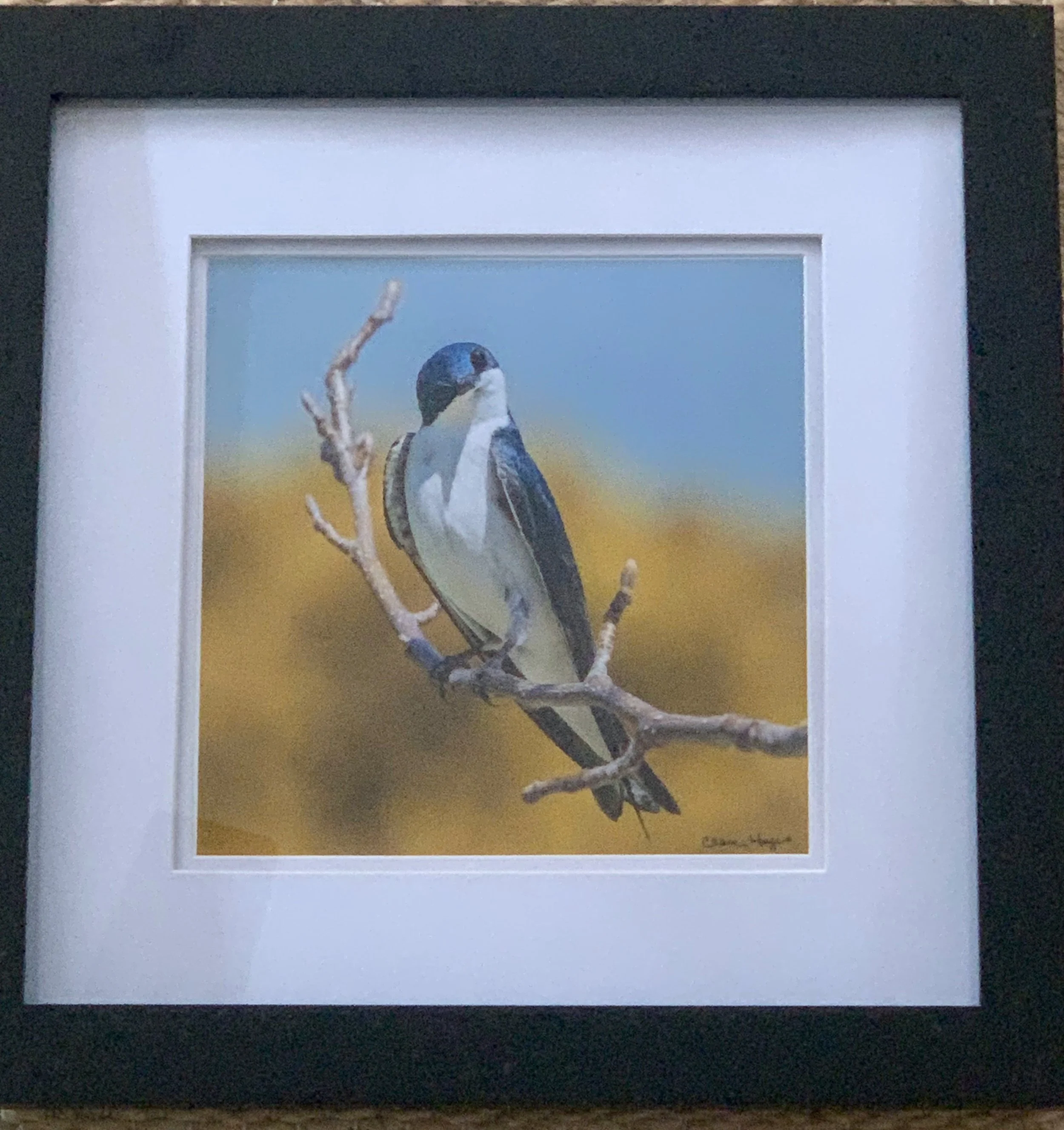 ACS_2010 - Clare Hayes.jpeg