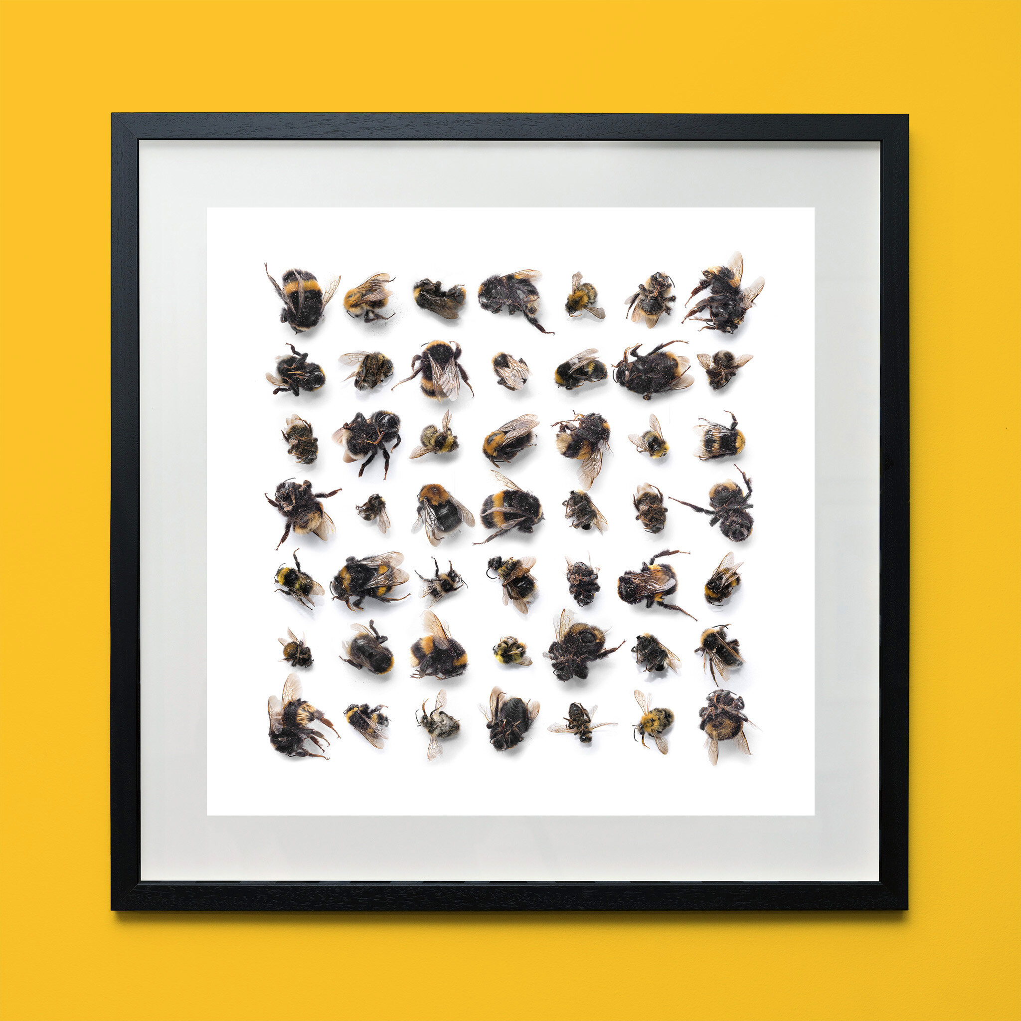 Even Bigger Bees framed.jpg