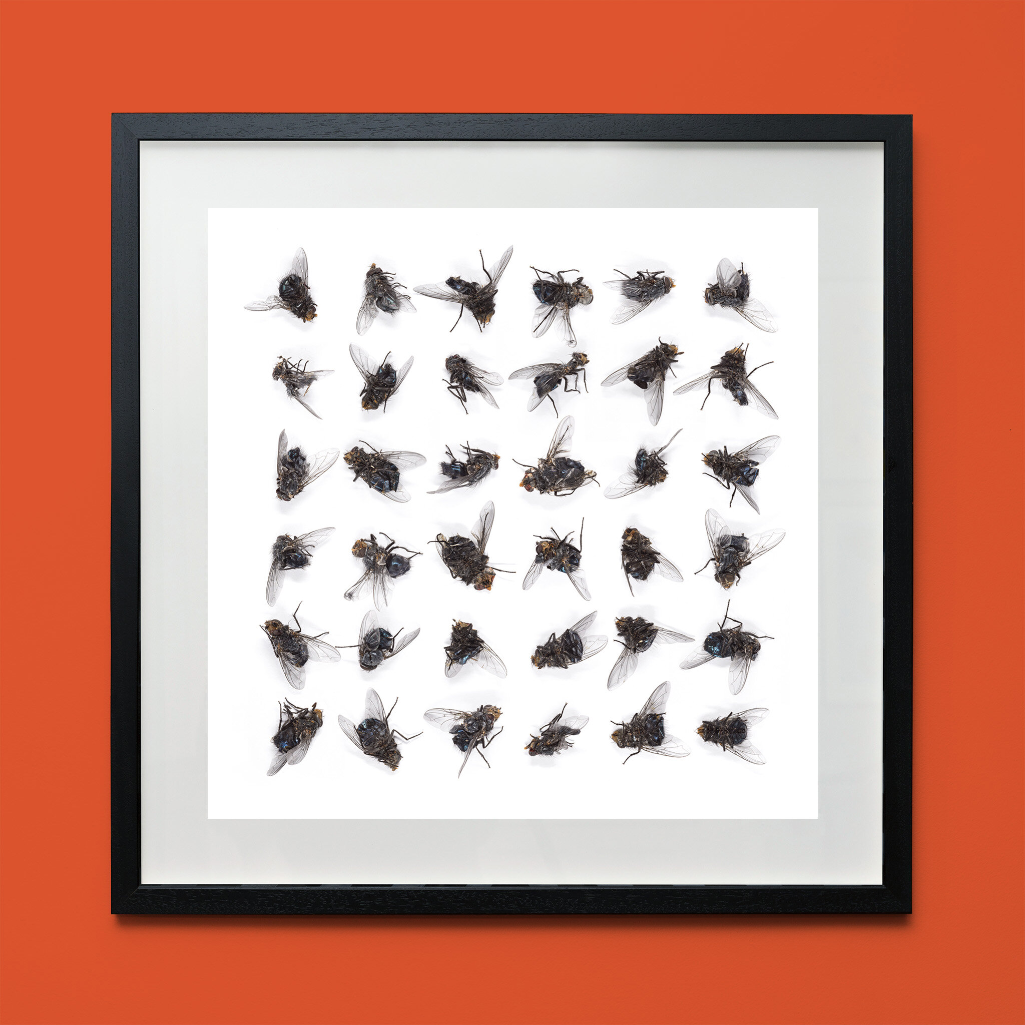 big dead flies framed.jpg