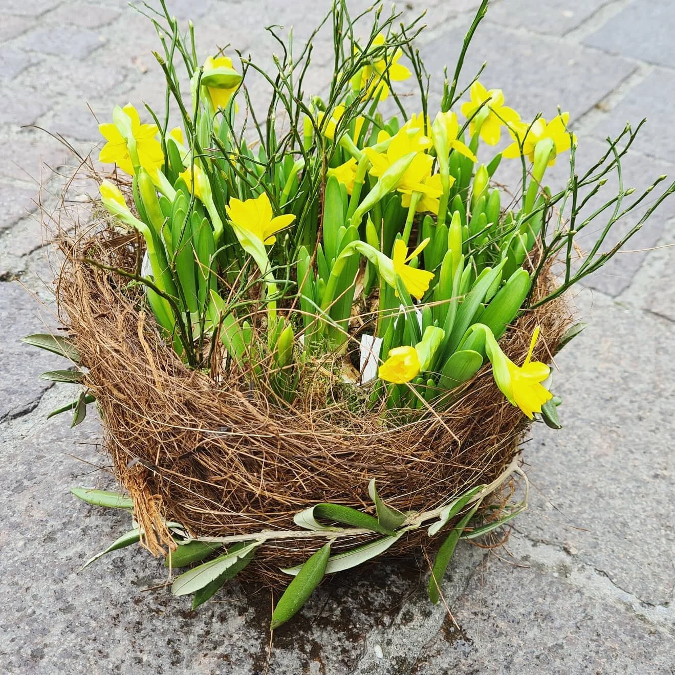 Nest mit Osterglocken