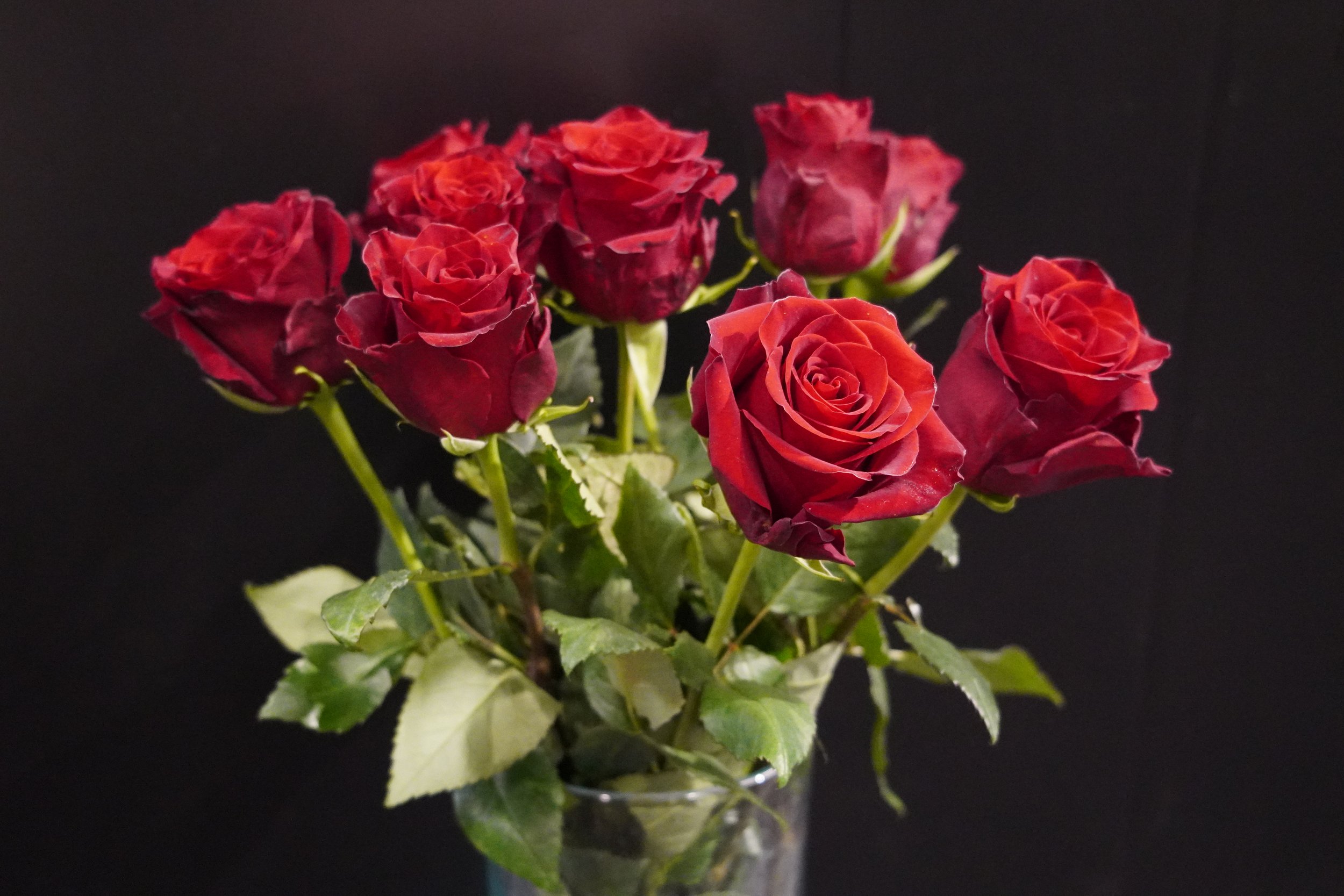 Rosenstrauss rot, ohne Beiwerk