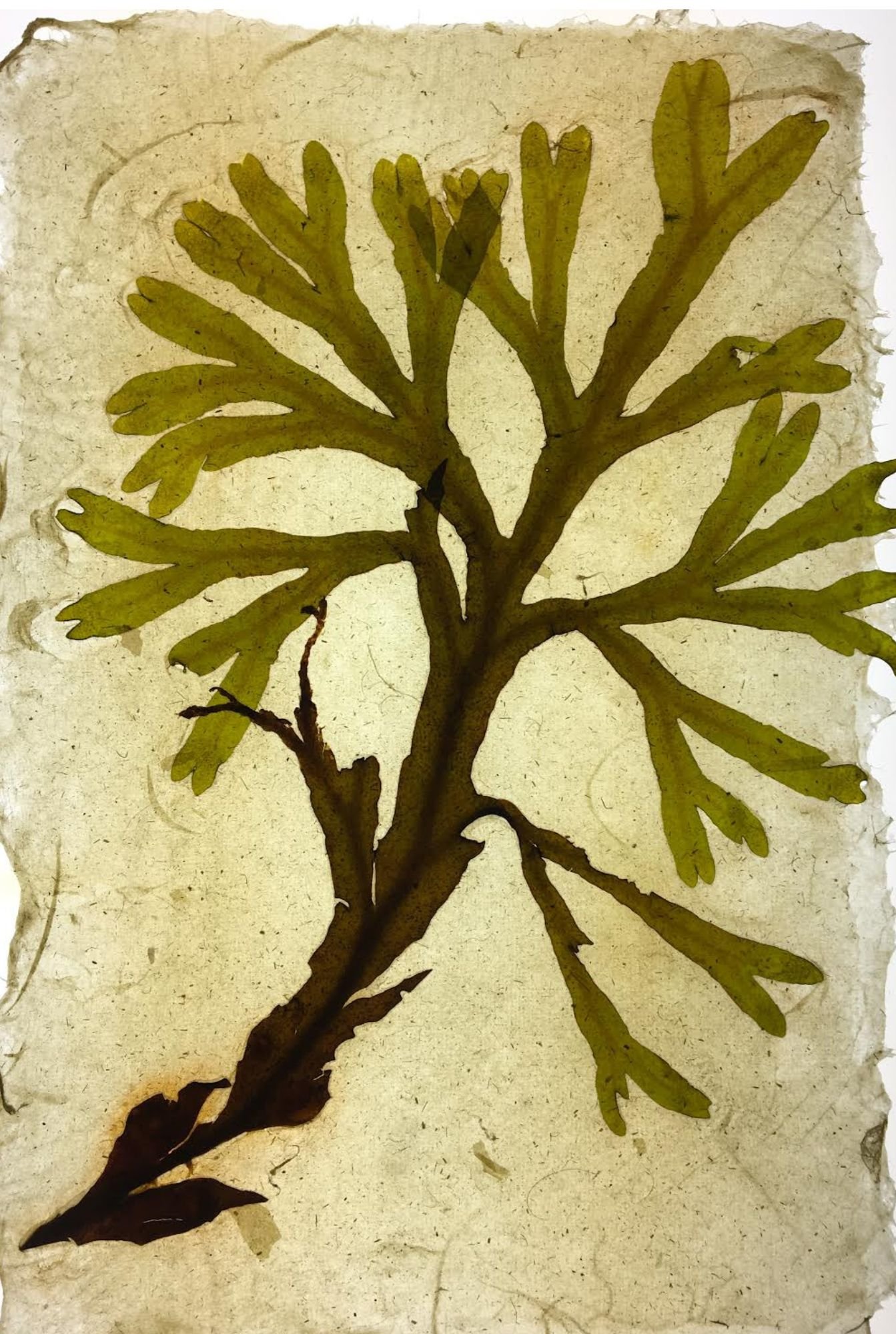 PAPER MAKING WITH ORGANIC MATERIALS