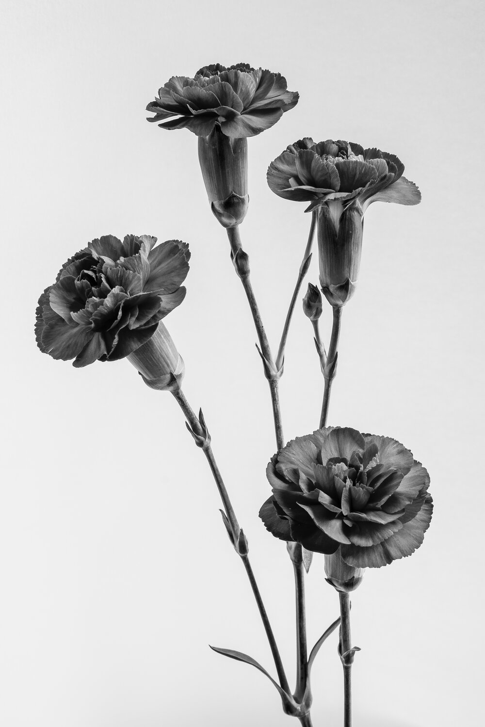 tim carnations