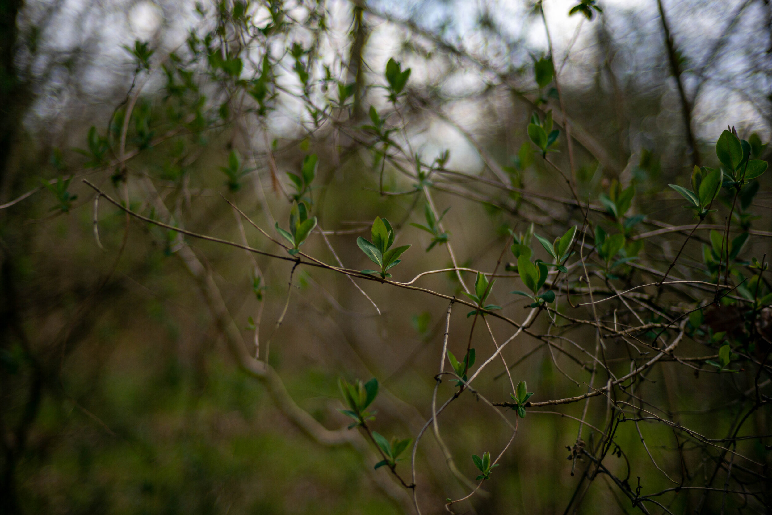 Nice detail on the leaves, almost bubble bokeh on the highlights