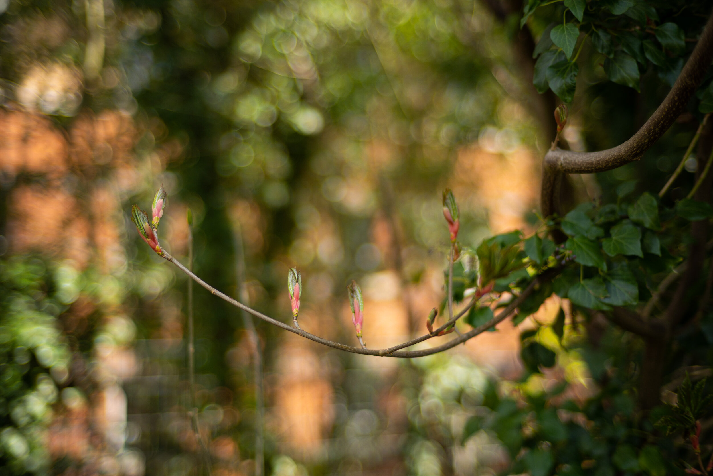 That bokeh is a bit bubbly, but the in focus part is detailed