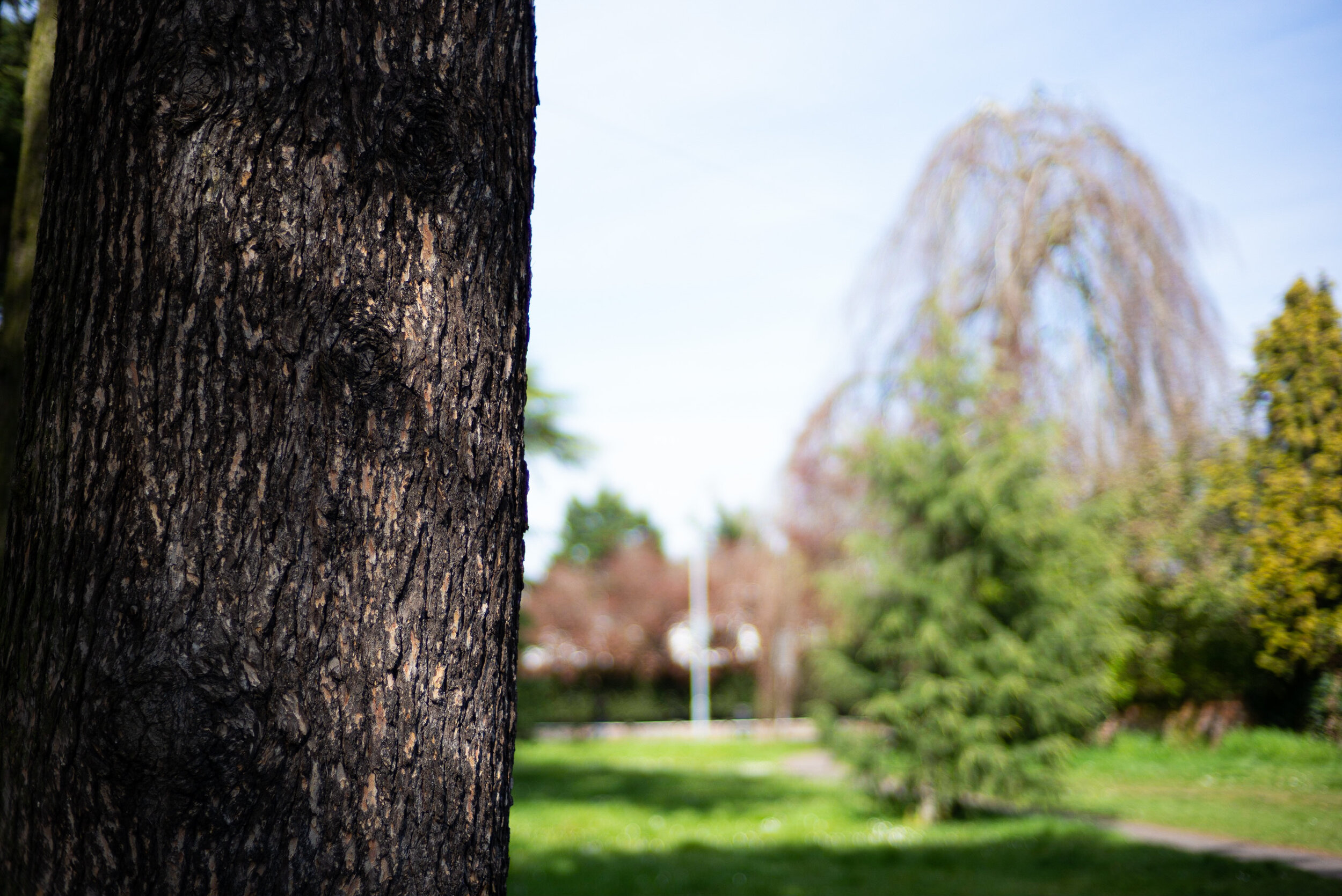 Beautiful rendering on the bark, that slight granularity in the bokeh