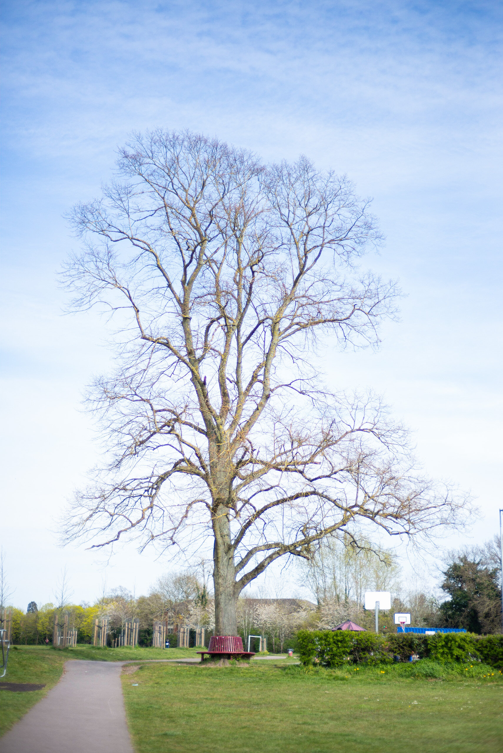 Plenty of detail but the whole tree has purple fringing