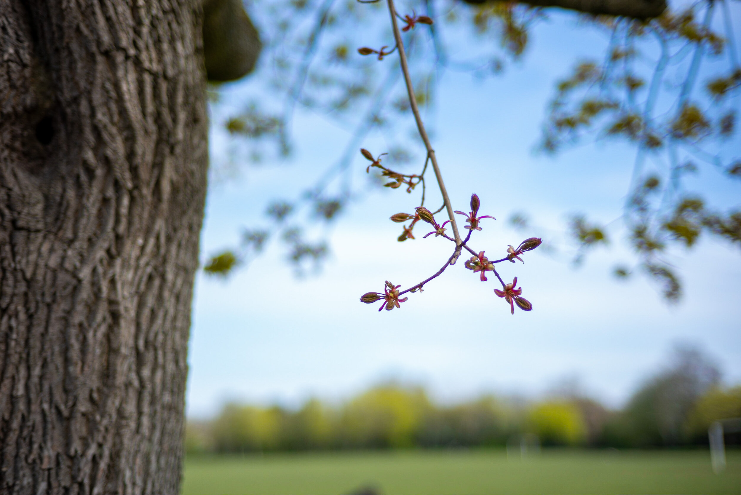 It would be nice if the branch wasn't bathed in purple fringing