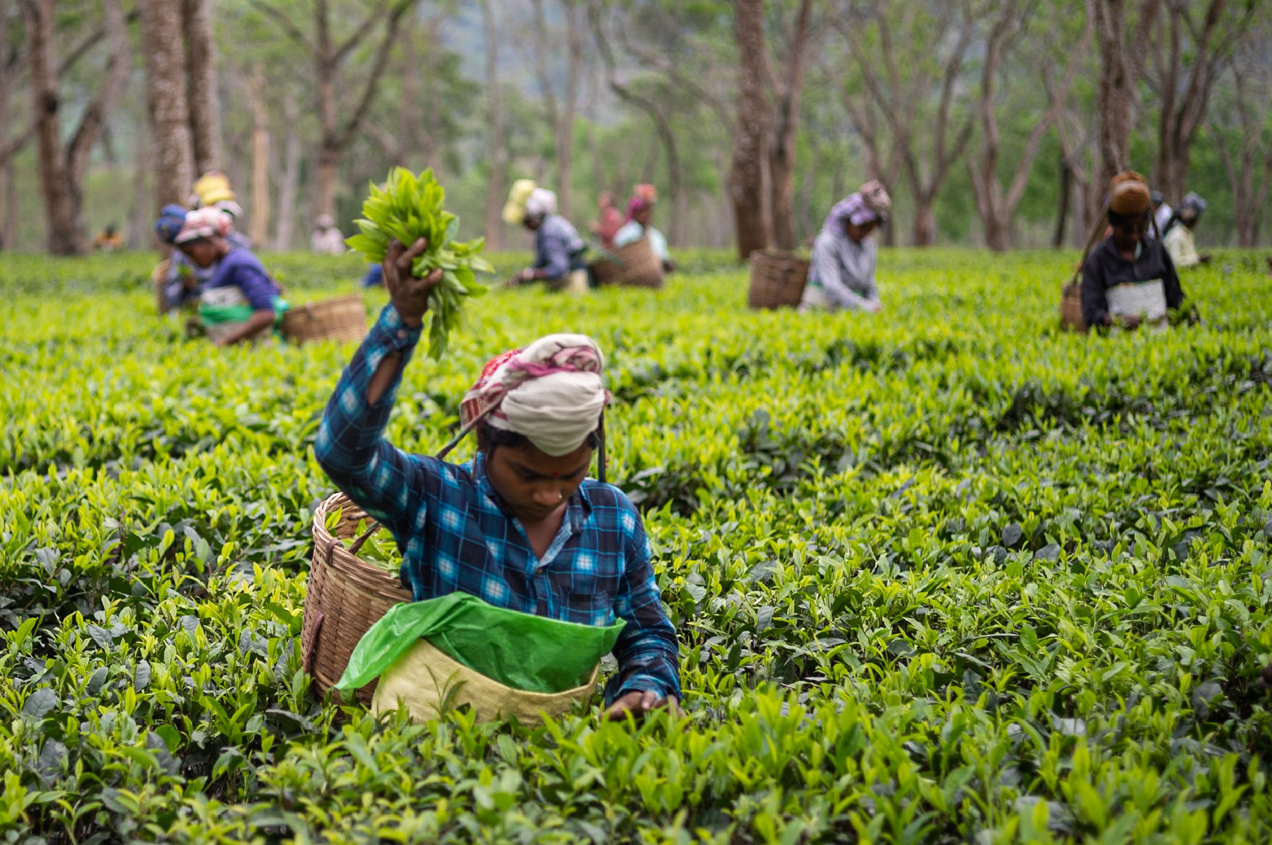 Women picking tea on Assam