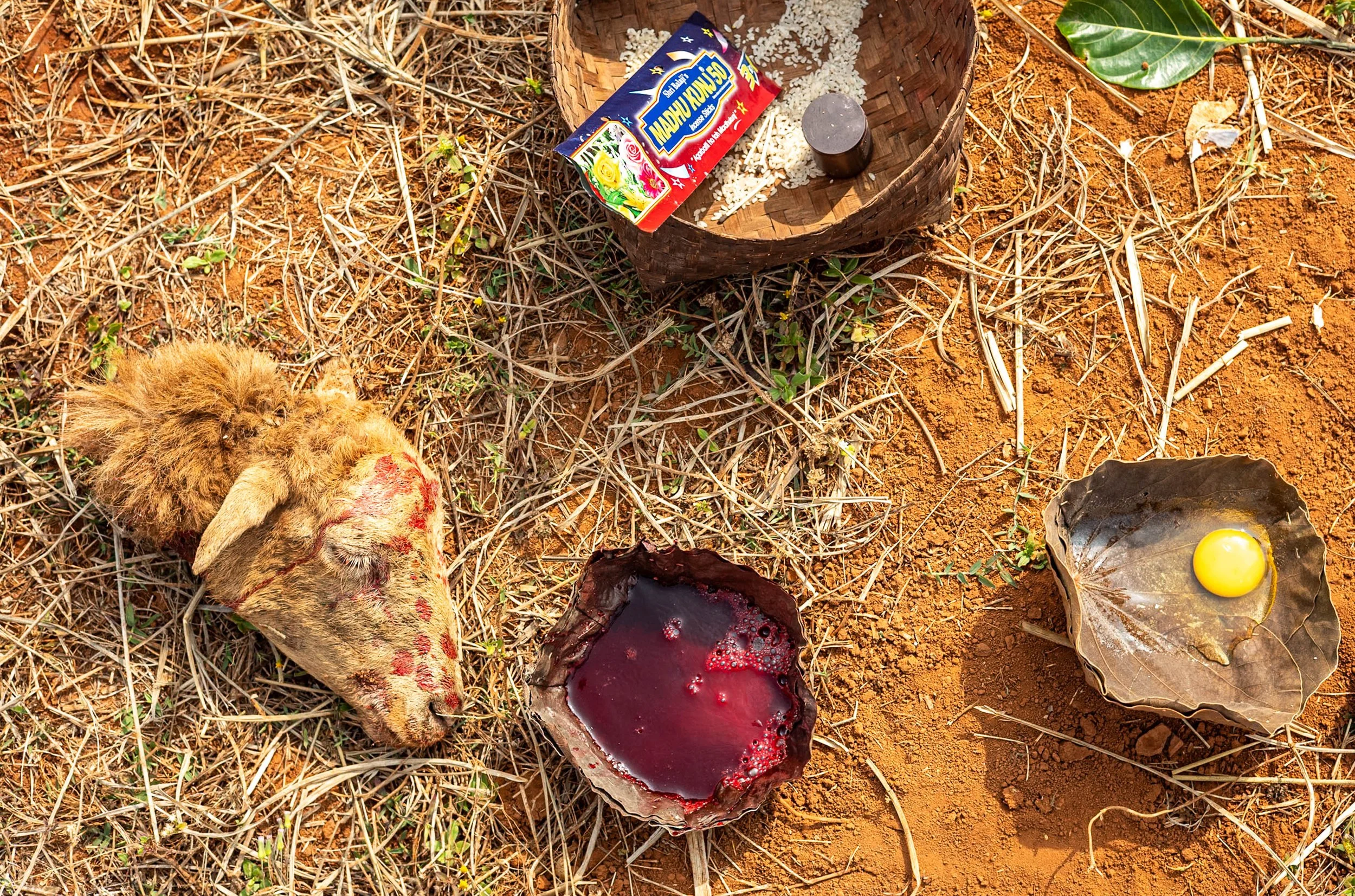 Goat sacrifice offerings in Odisha