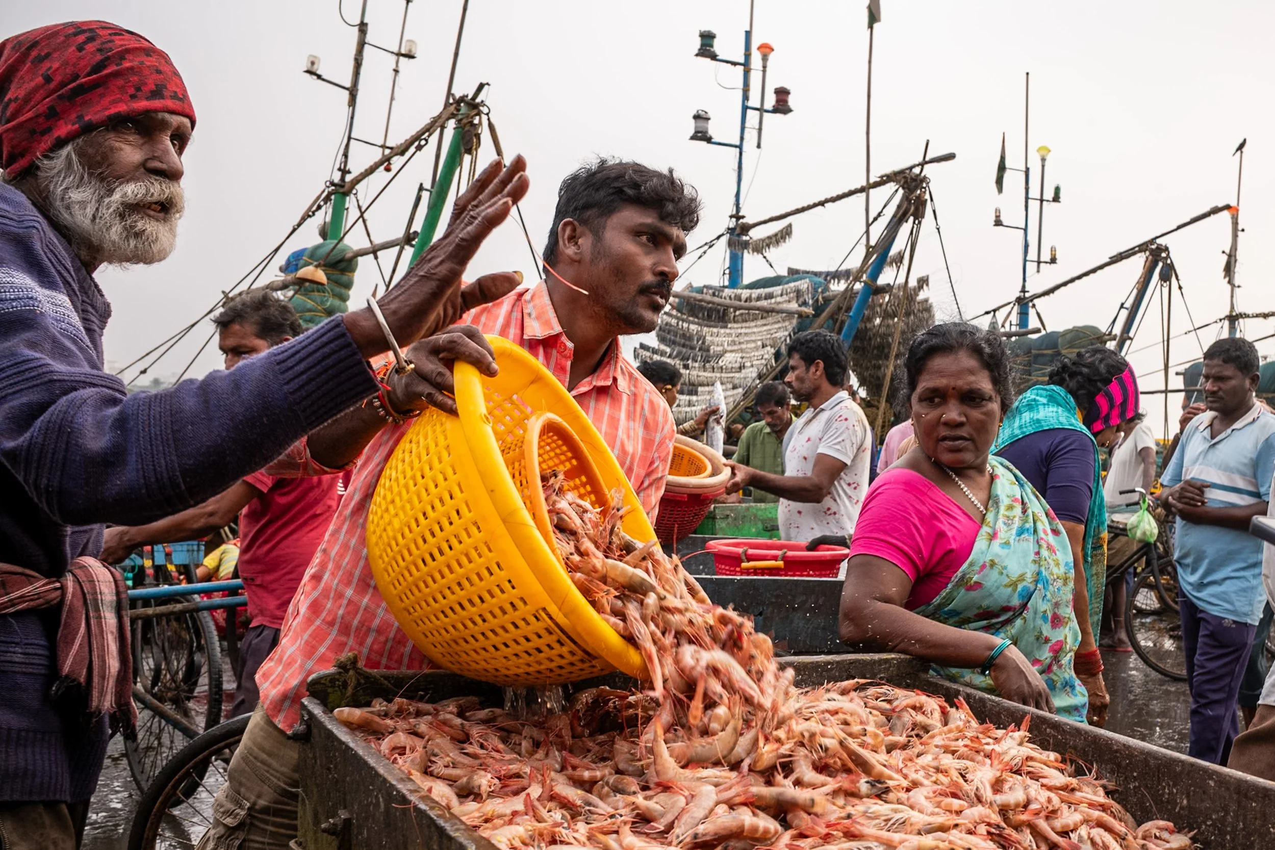 Men filling cart with prawn with yellow basket in Visakhapatnam fish market