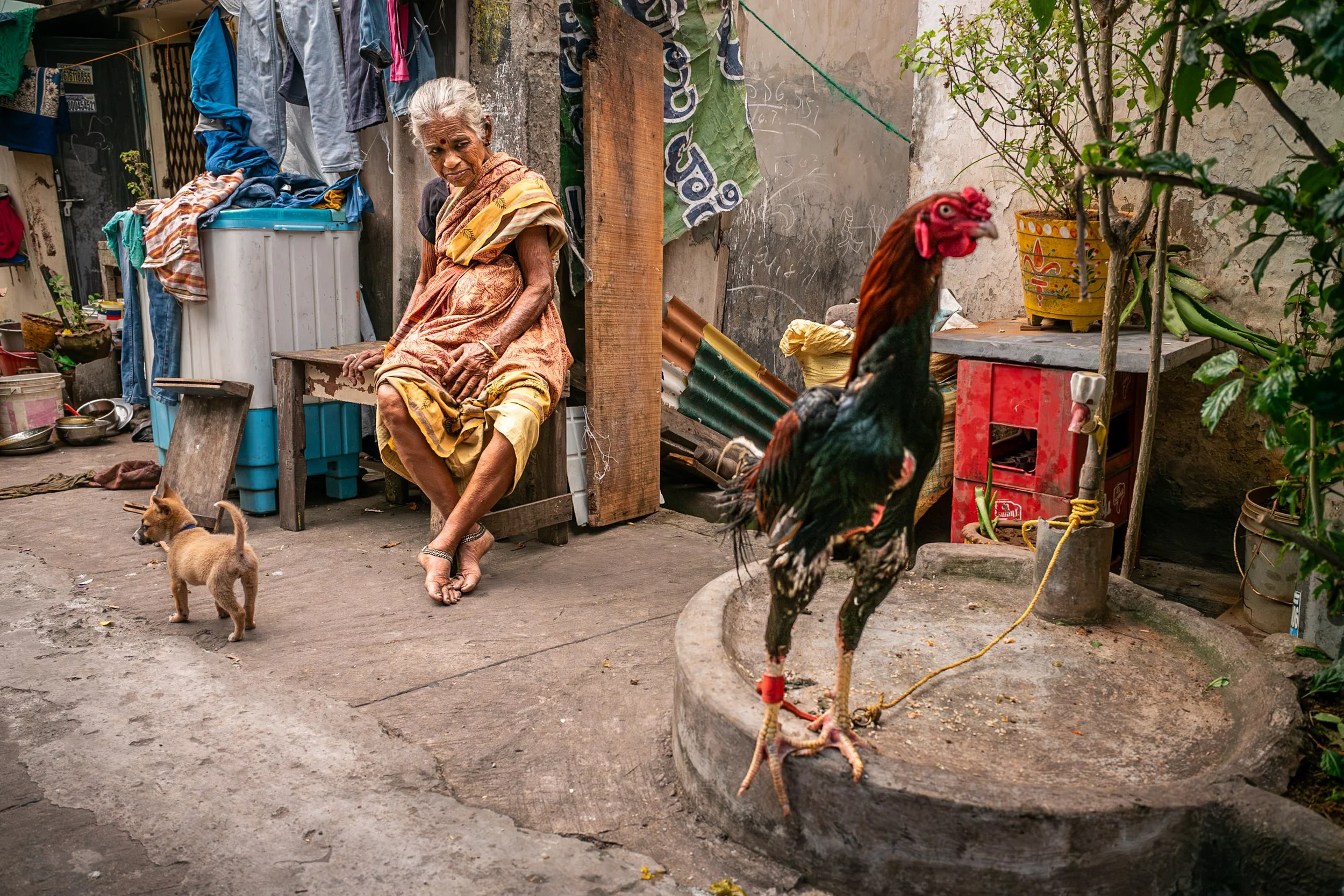 Woman with puppy and cockerel in Visakhapatnam