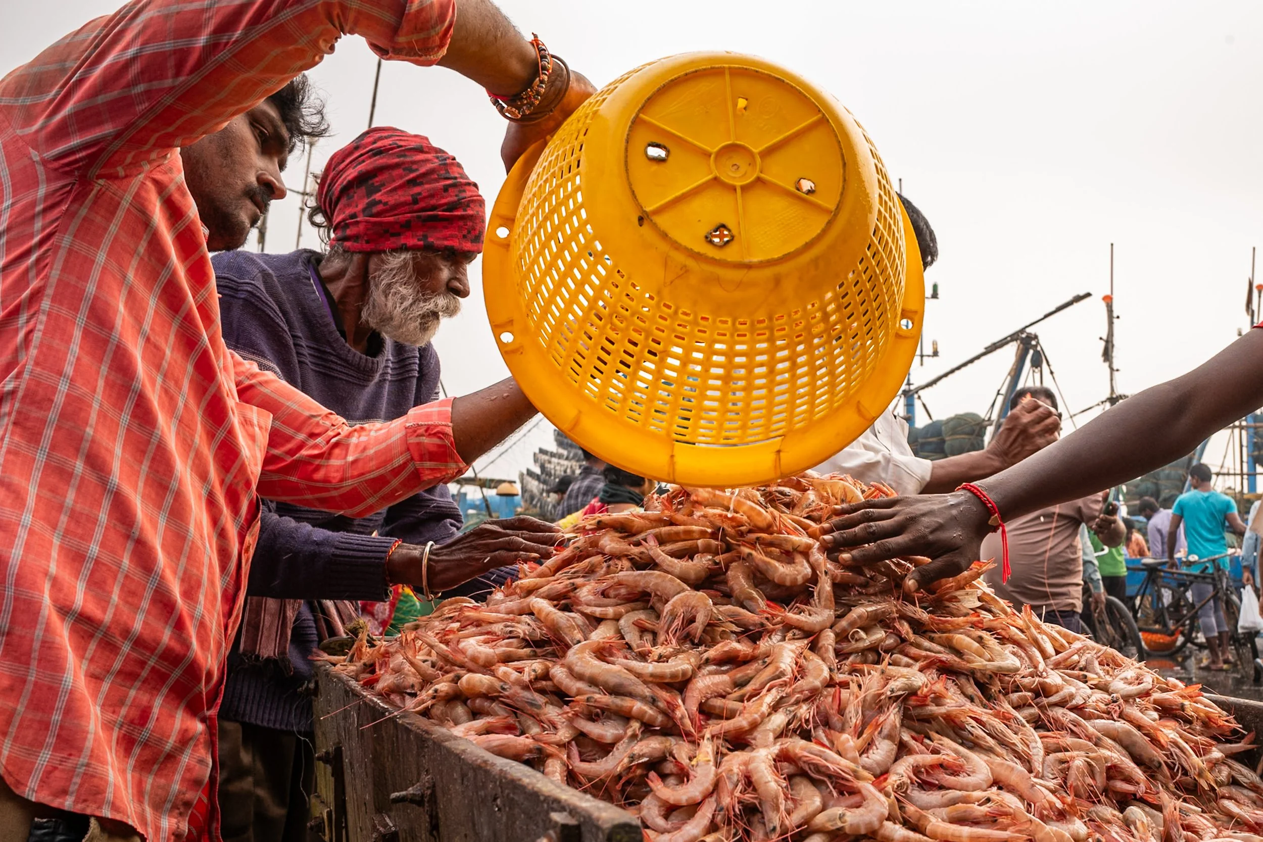 Men filling cart with prawns with yellow basket in Visakhapatnam port