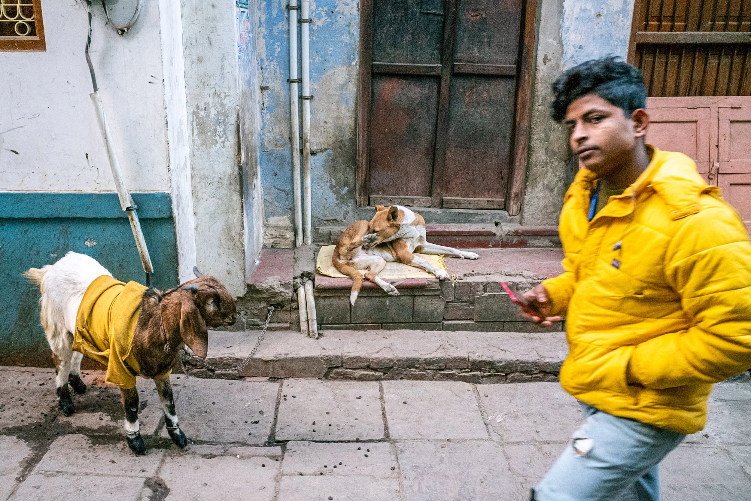Goat and boy with yellow tops and dog in Varanasi