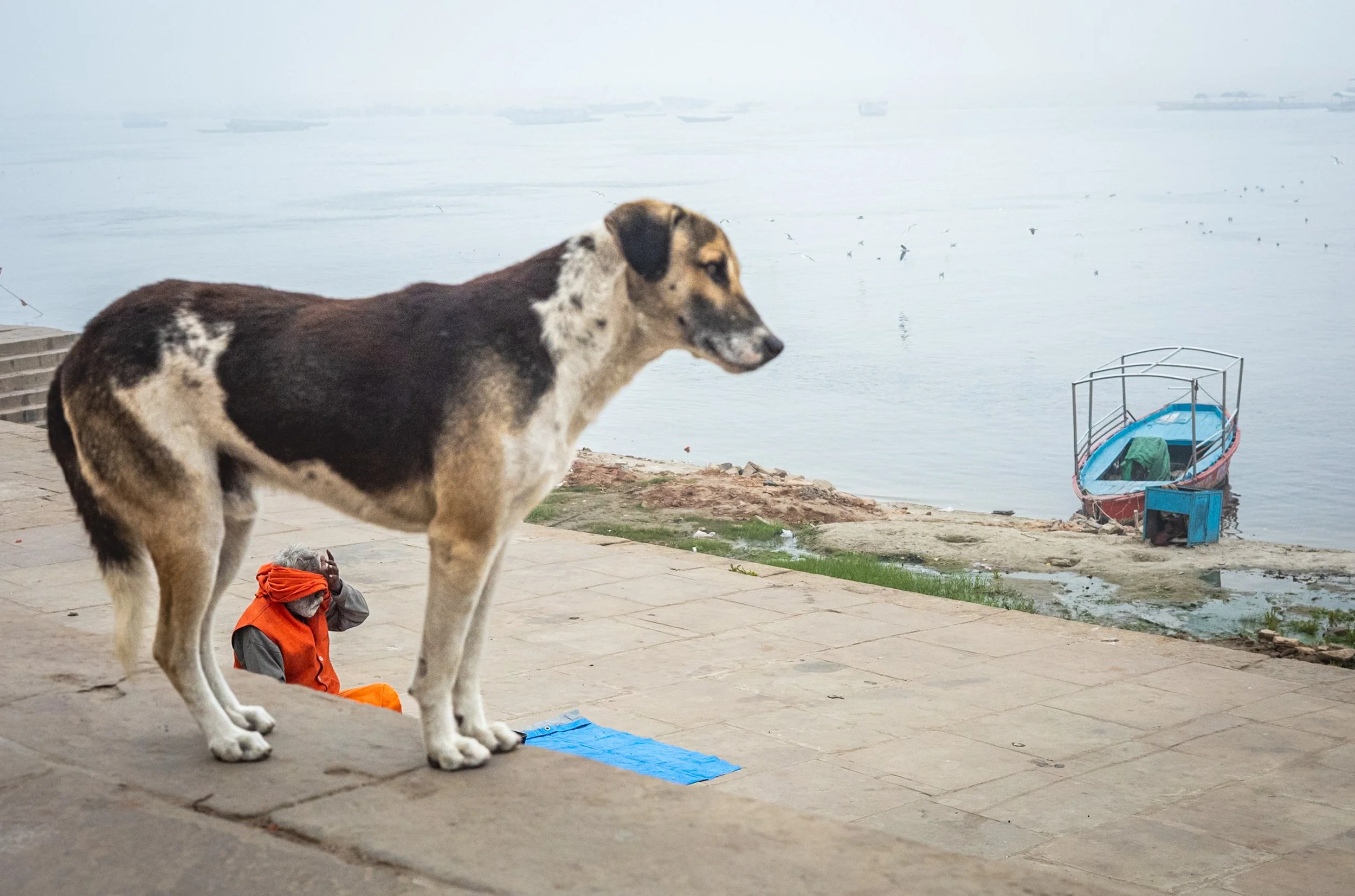 Dog and sadhu on ghat in Varanasi