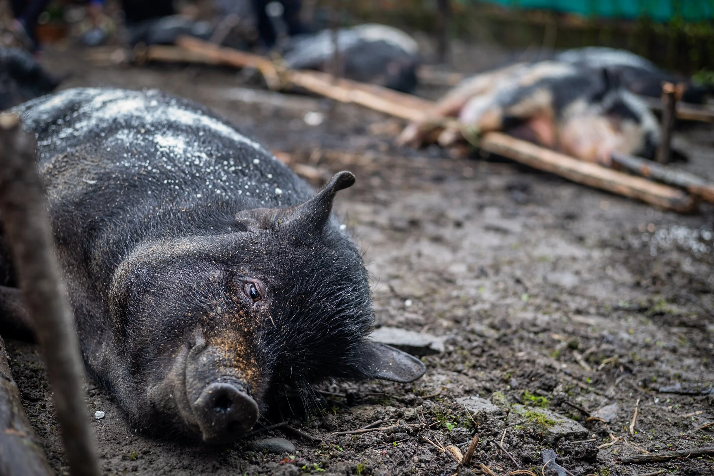 Trussed pigs for offering in Apatani village