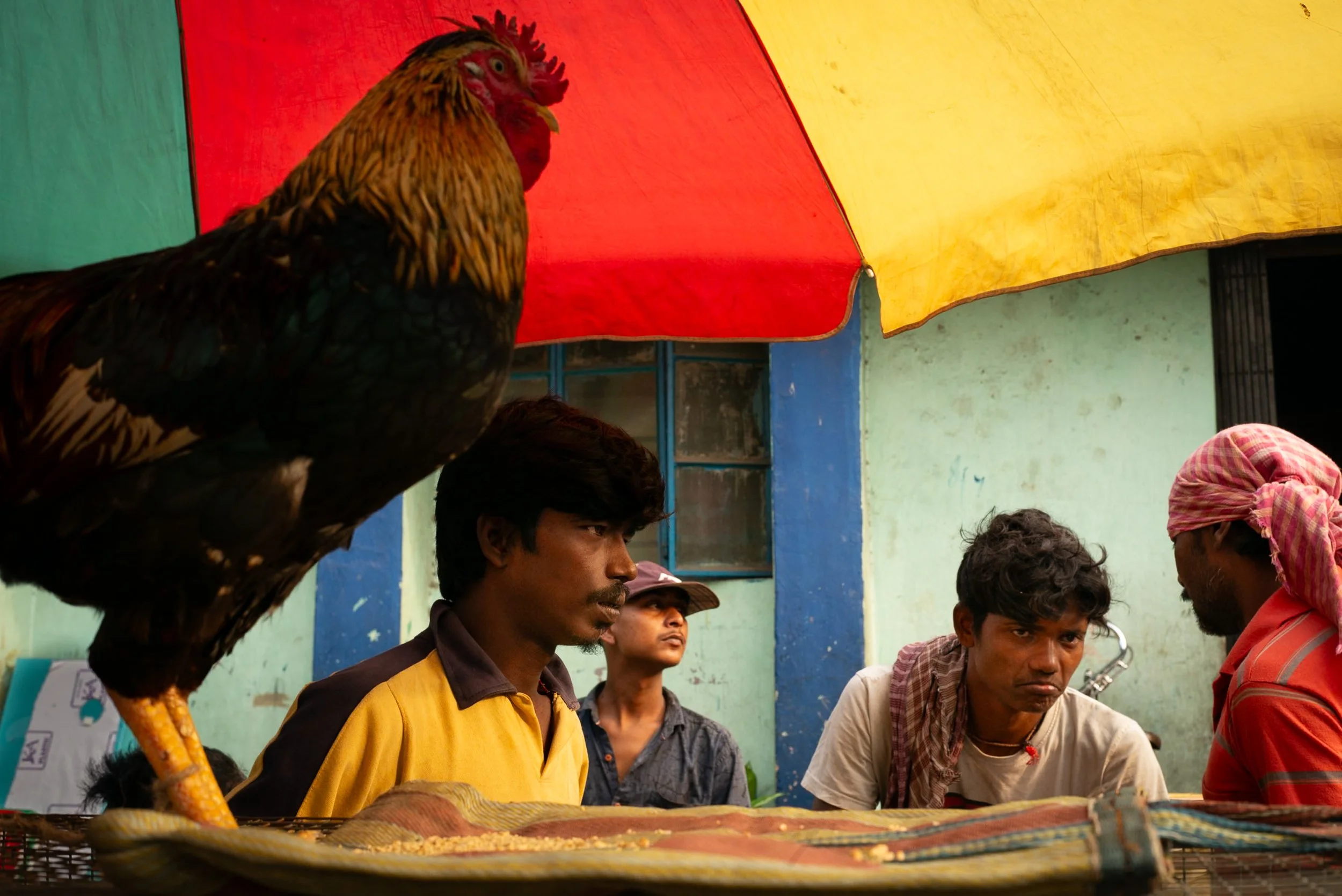 A cockerel and four young men under a colourful parasol