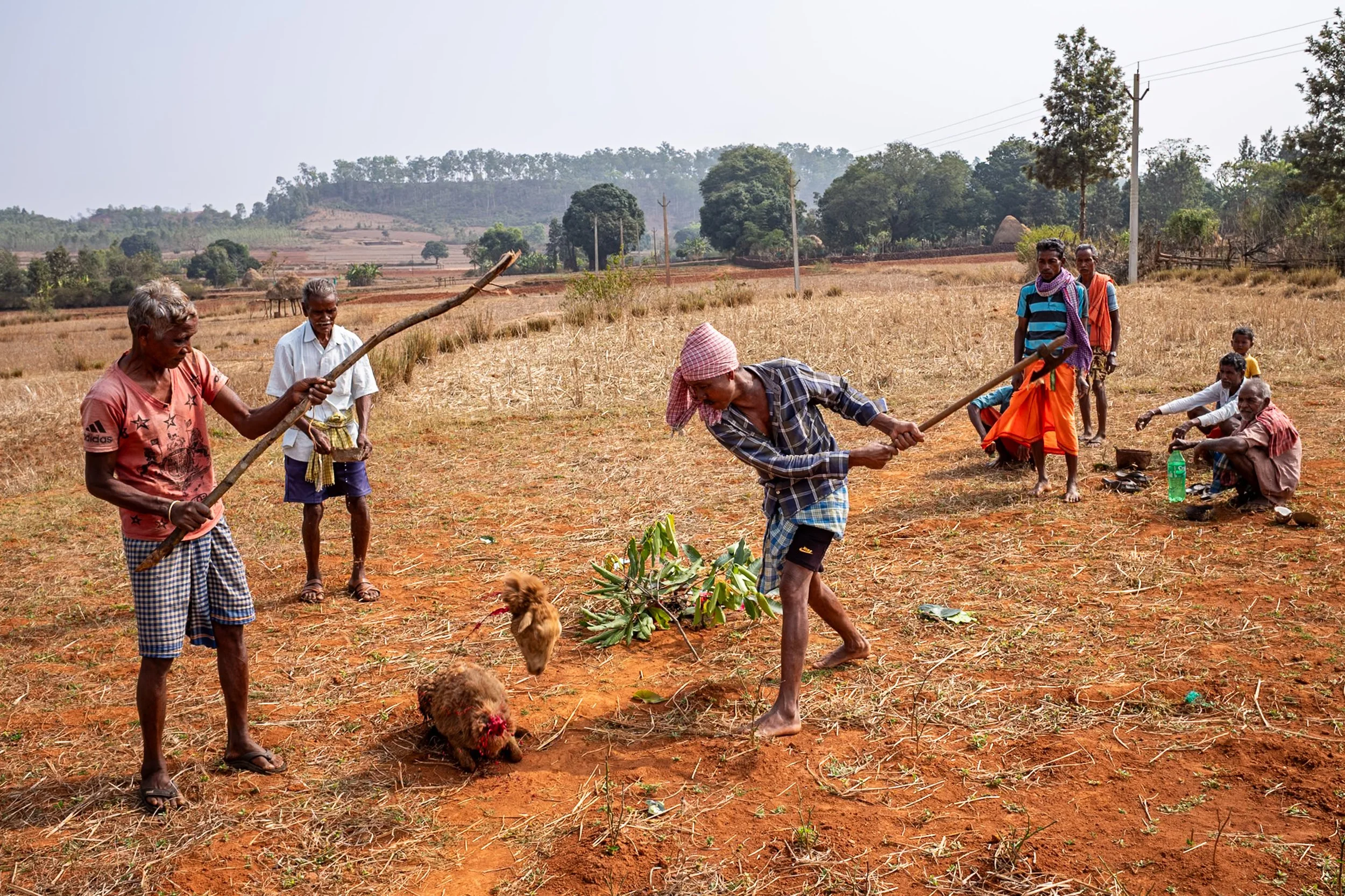 Goat sacrifice in Odisha