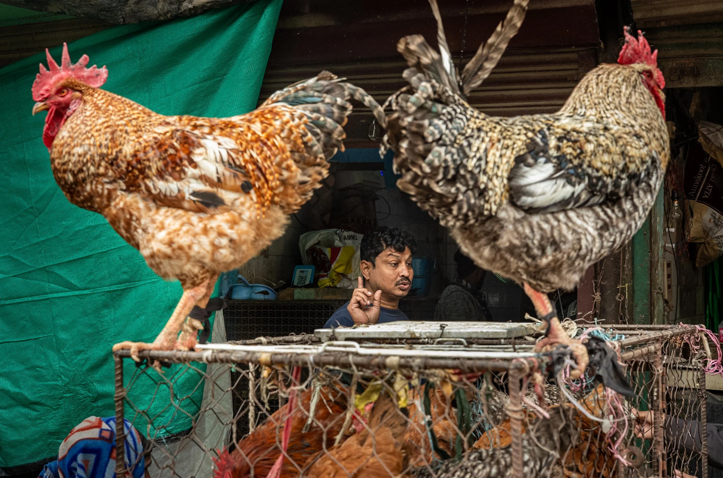 Two cockerels on a cage with man in background